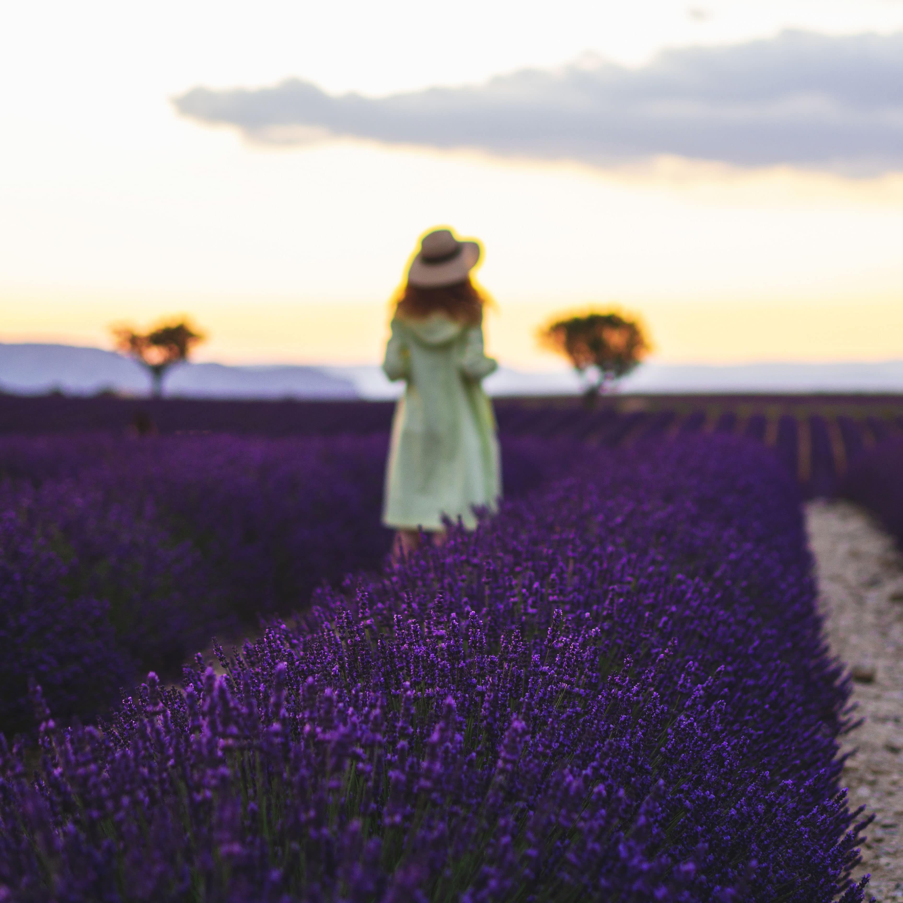 Locations de vacances en Provence : évadez-vous au milieu d’un champ de lavande