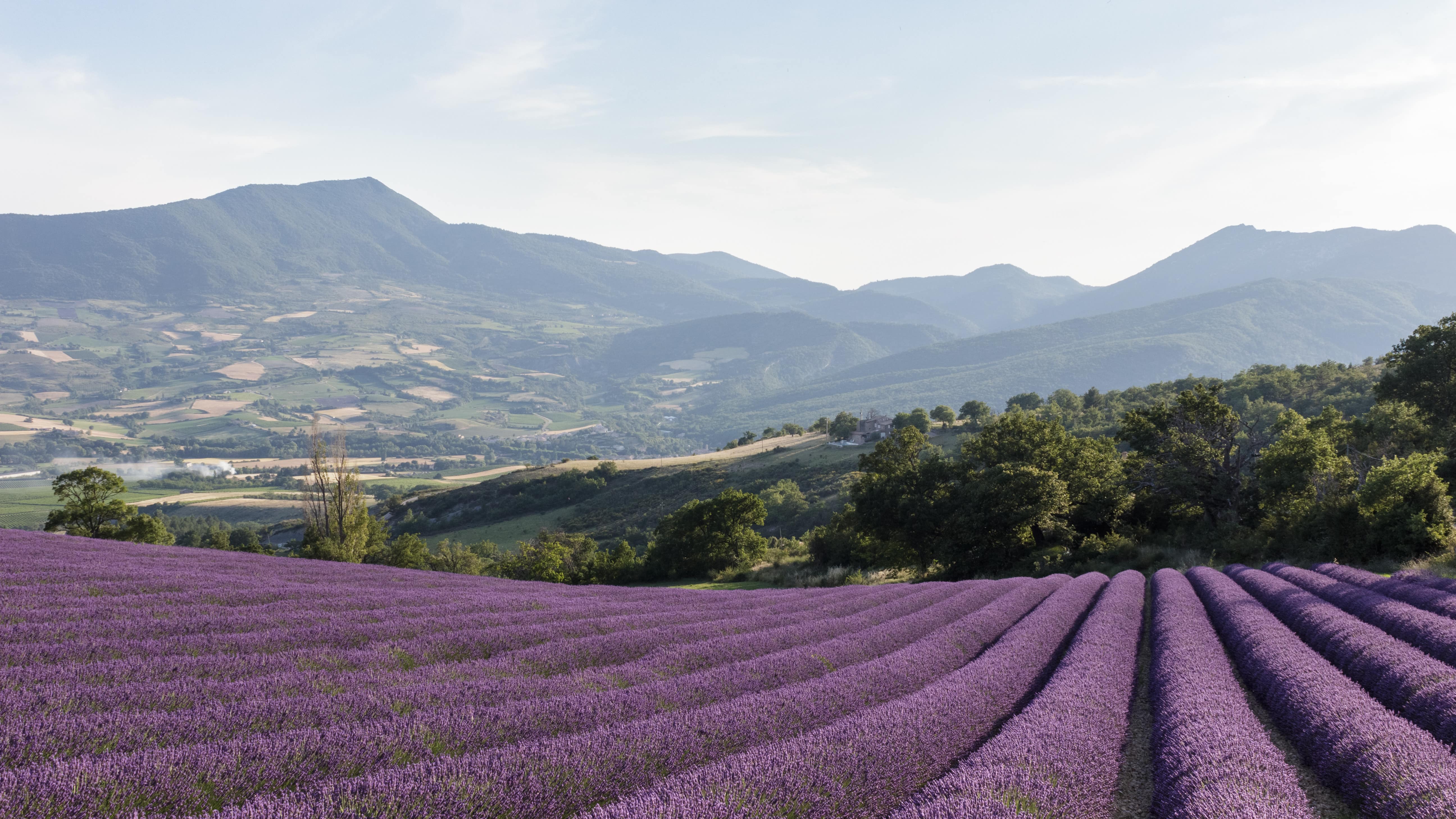 Champs de lavande, collines et montagnes du Parc naturel régional des Baronnies provençales