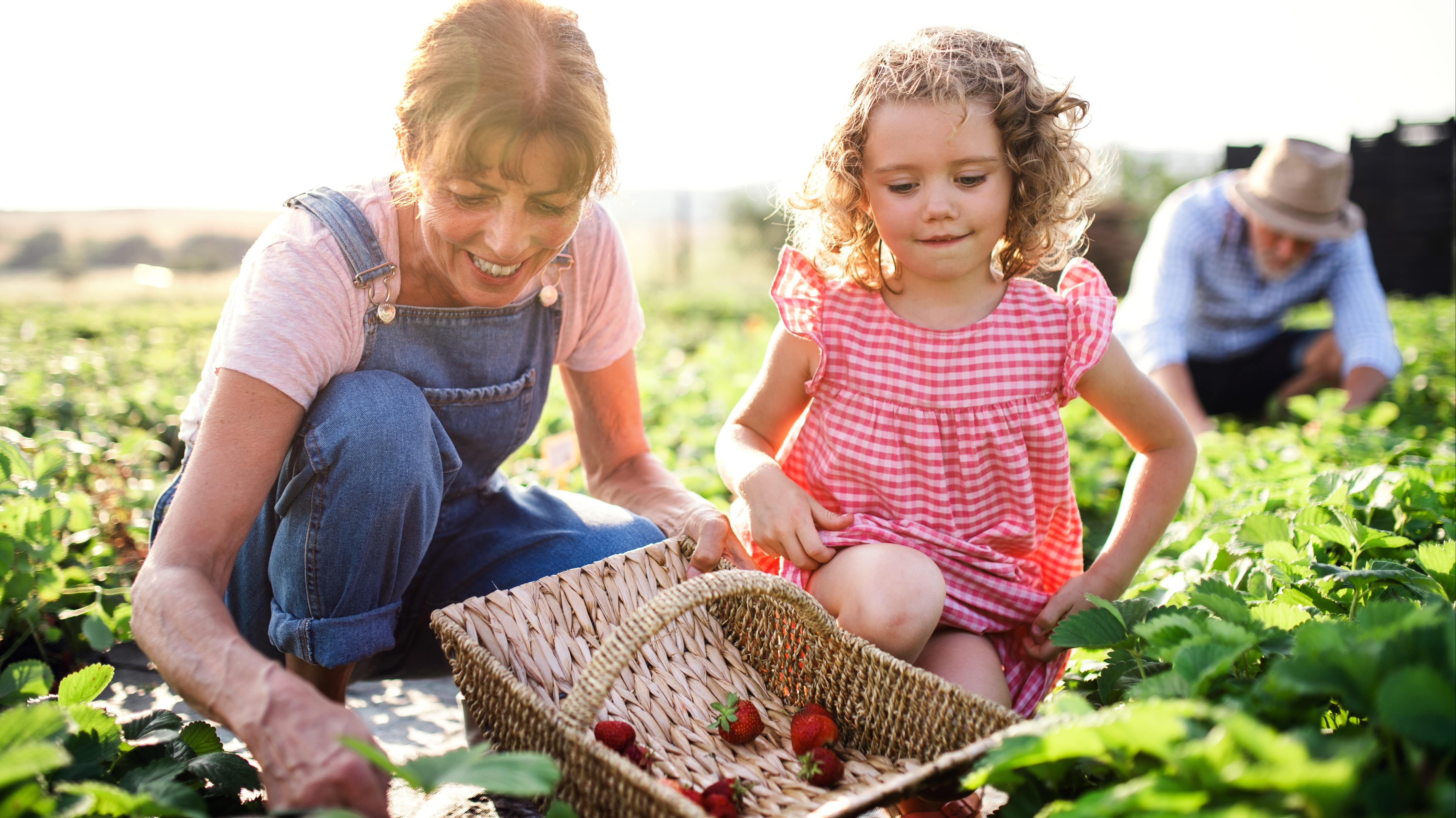 Une fillette, sa maman et son papy récoltant des fraises