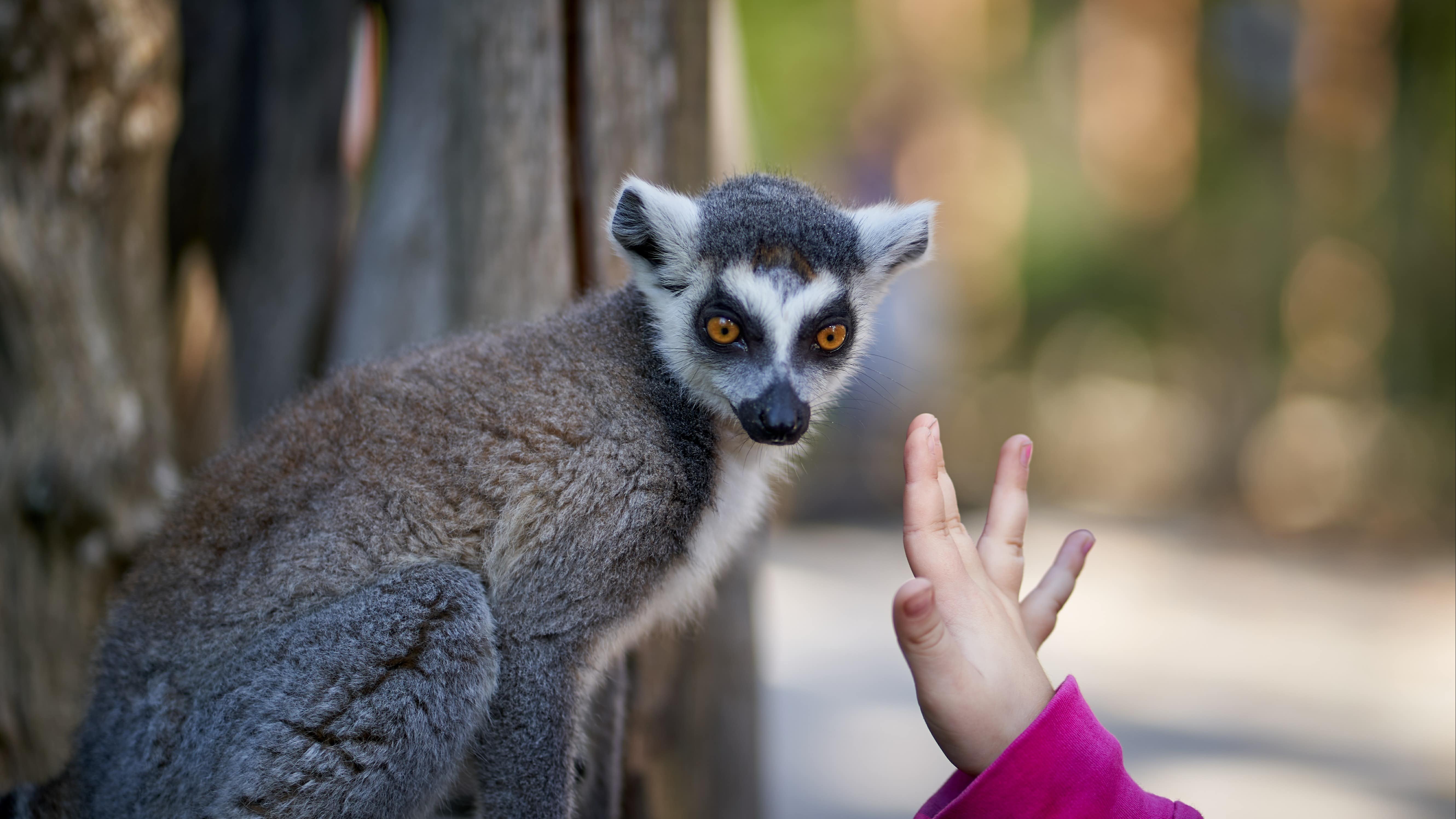 Une main d’enfant près d’un lémurien au zoo