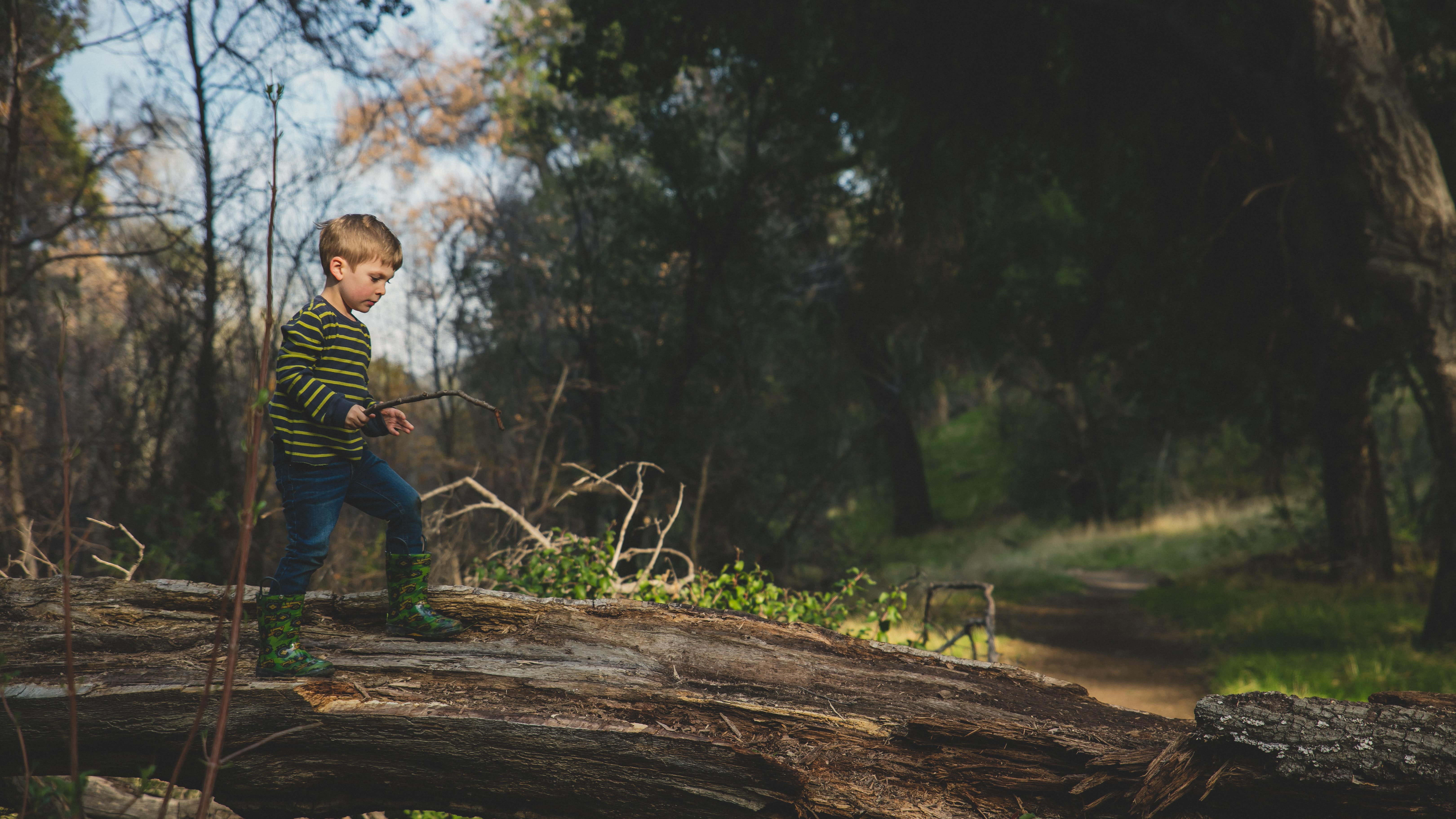 Dans une forêt, un garçonnet marche sur un tronc d’arbre déraciné en tenant une petite branche à la main