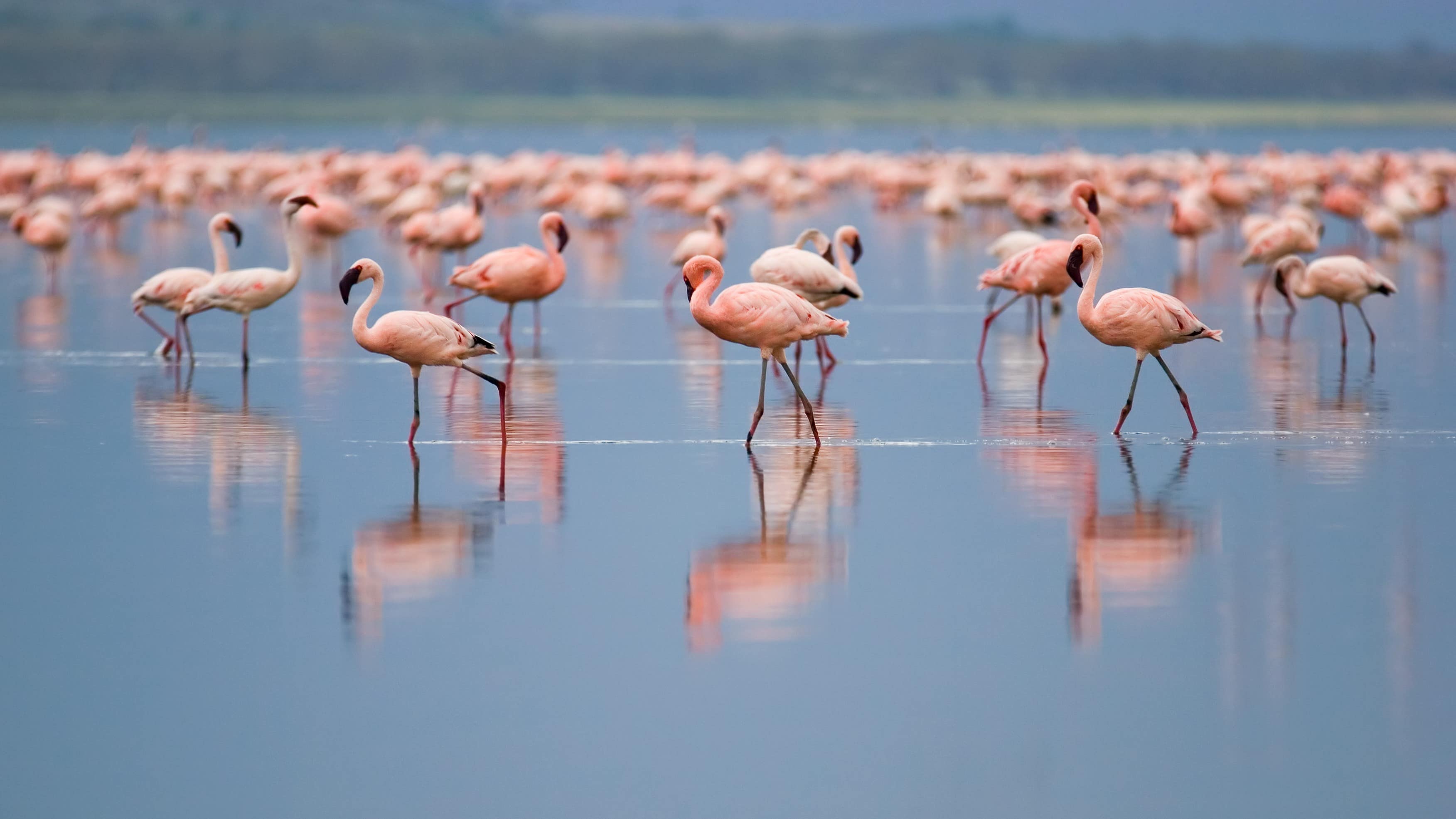 Vue sur une colonie de flamants roses en eau peu profonde, au loin