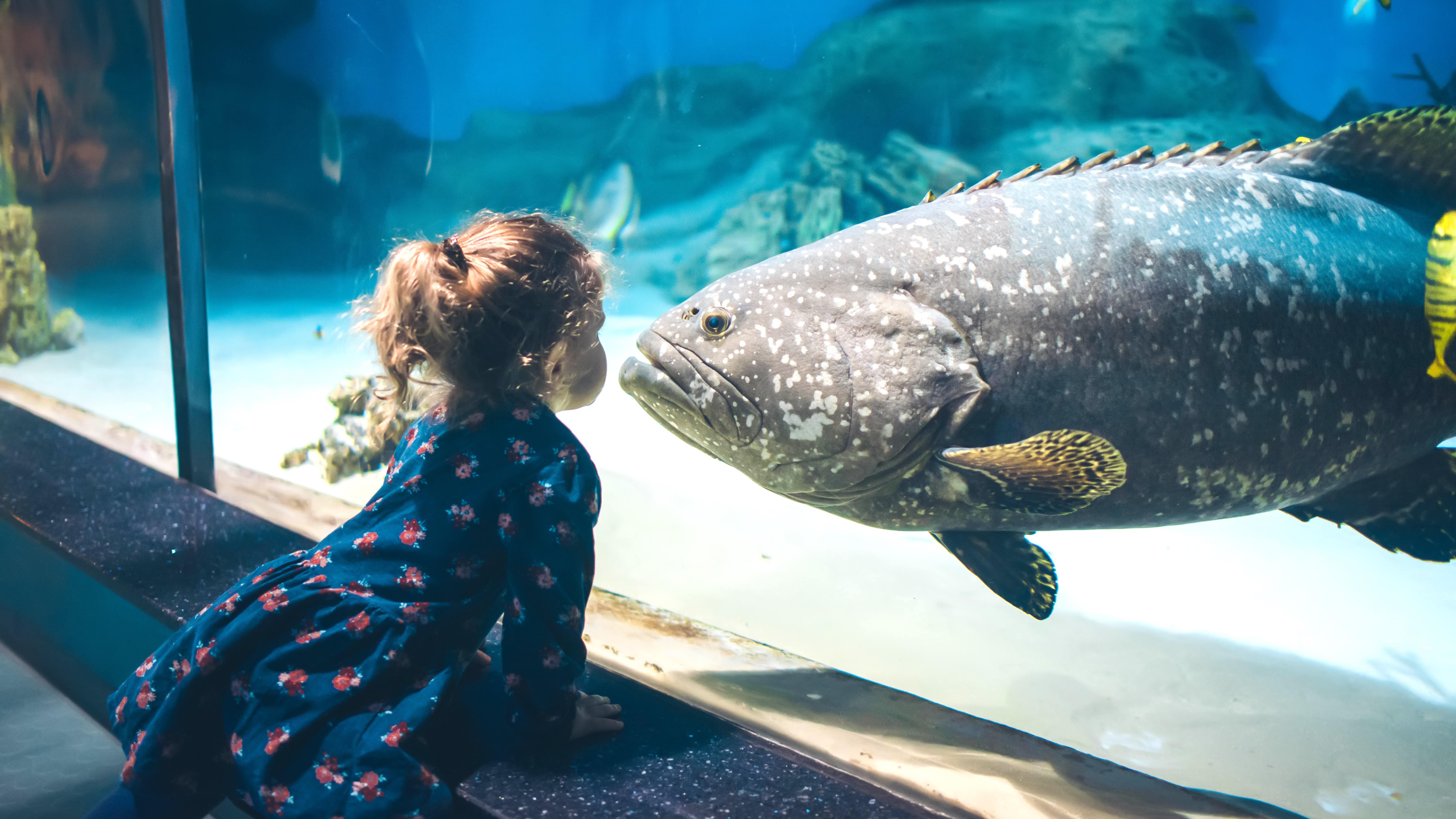 Petite fille observant un gros poisson au travers de la vitre d’un aquarium