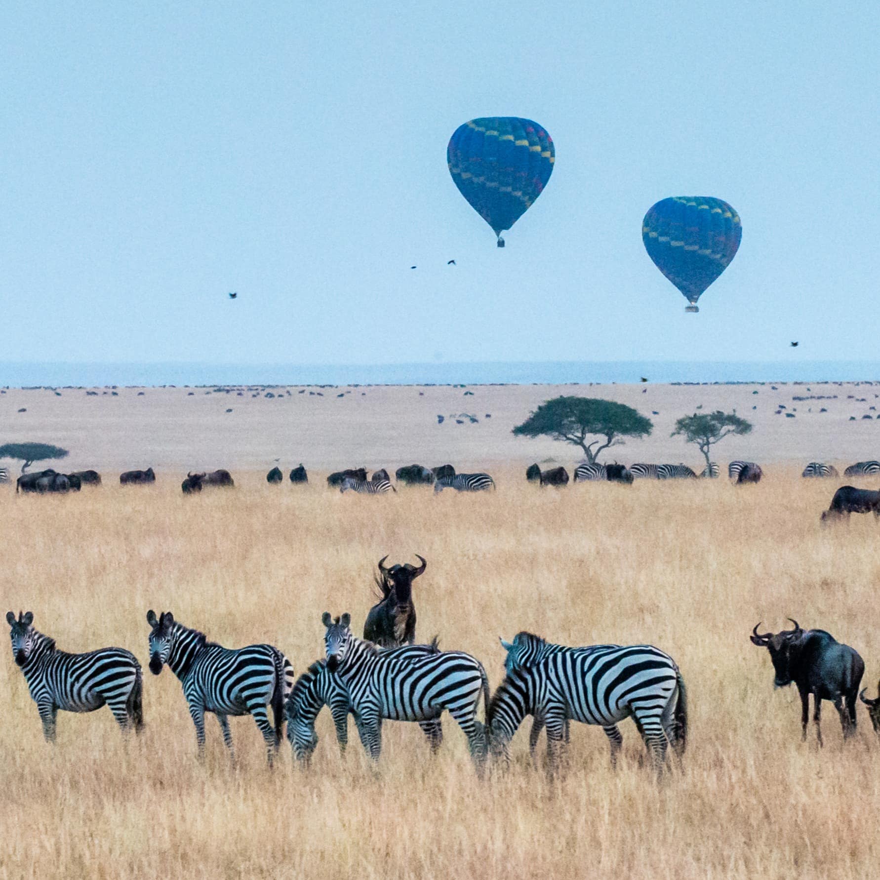 Deux montgolfières au-dessus d'une étendue sauvage avec des zèbres et d'autres animaux