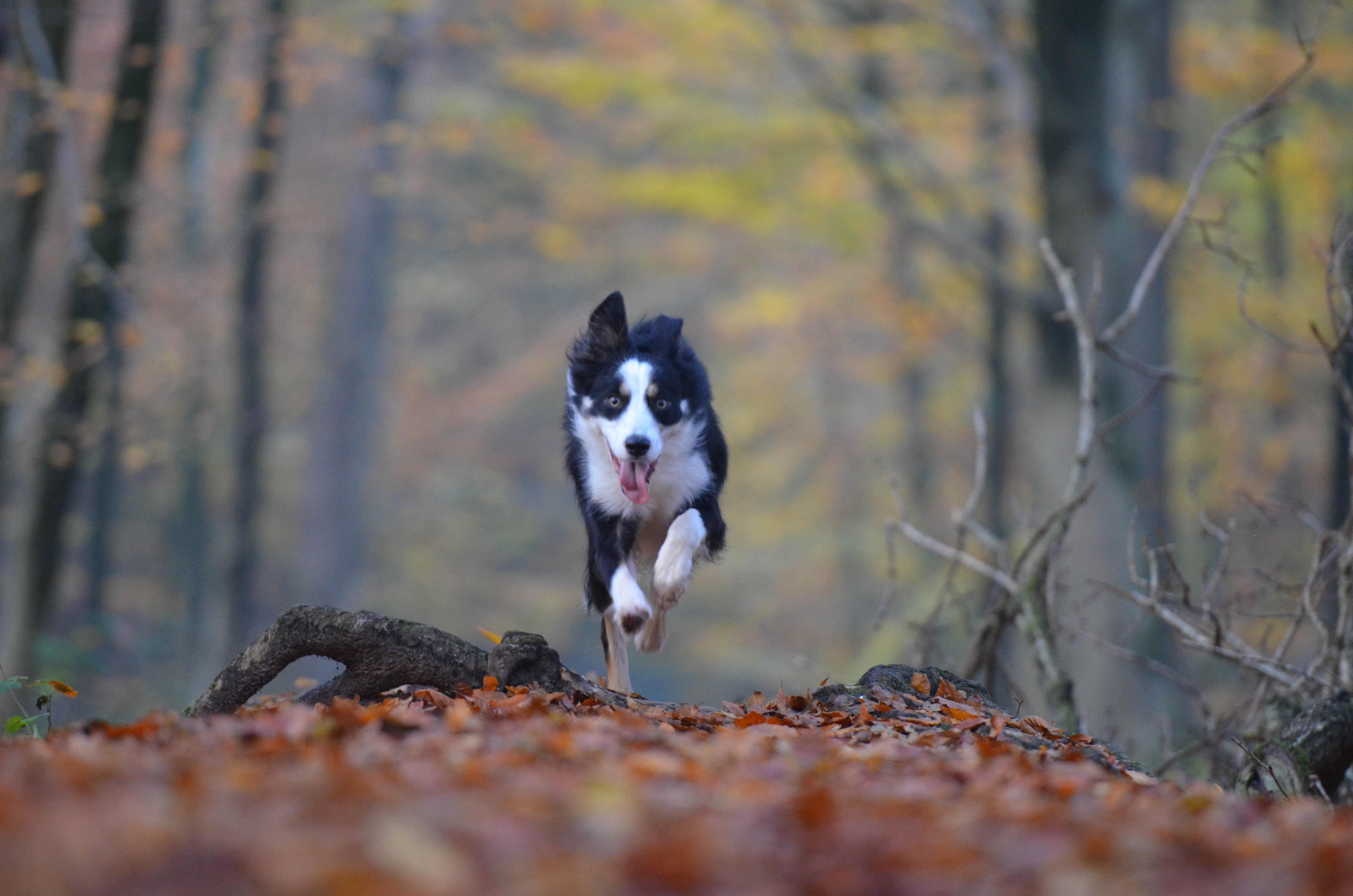 Pet-friendly holiday homes near Thetford Forest are a perfect pick for your pooch