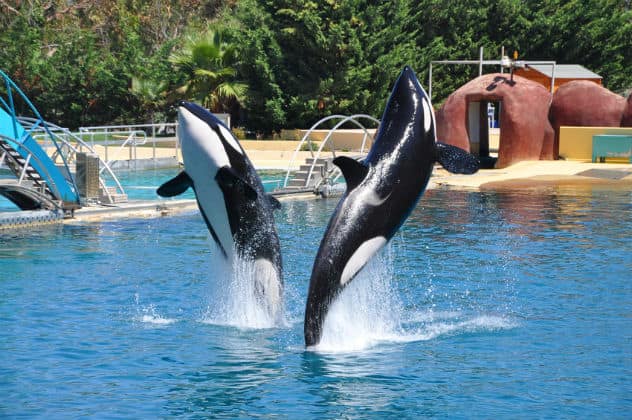 Marineland, Killer Whales