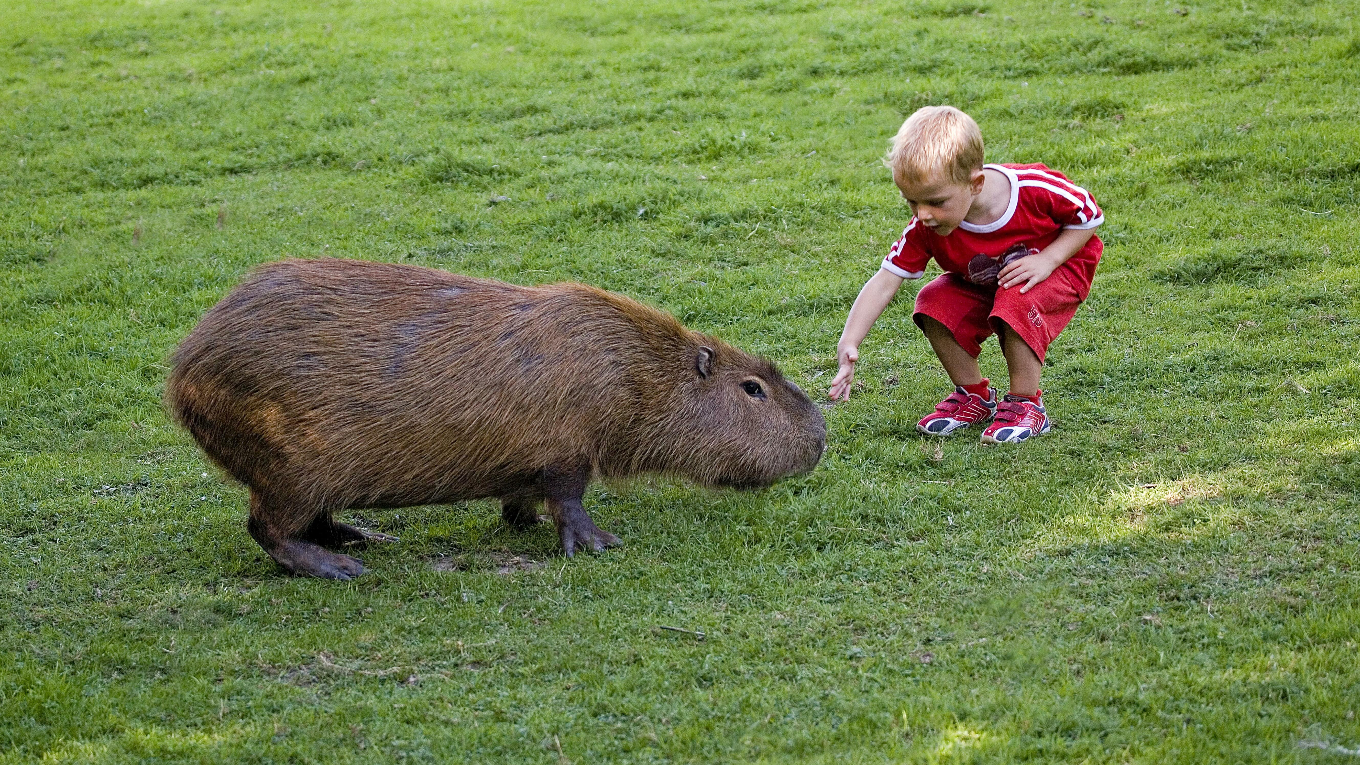 Un petit garçon qui tend la main vers un Capybara (Hydrochoerus hydrochaeris) au zoo de Cerza