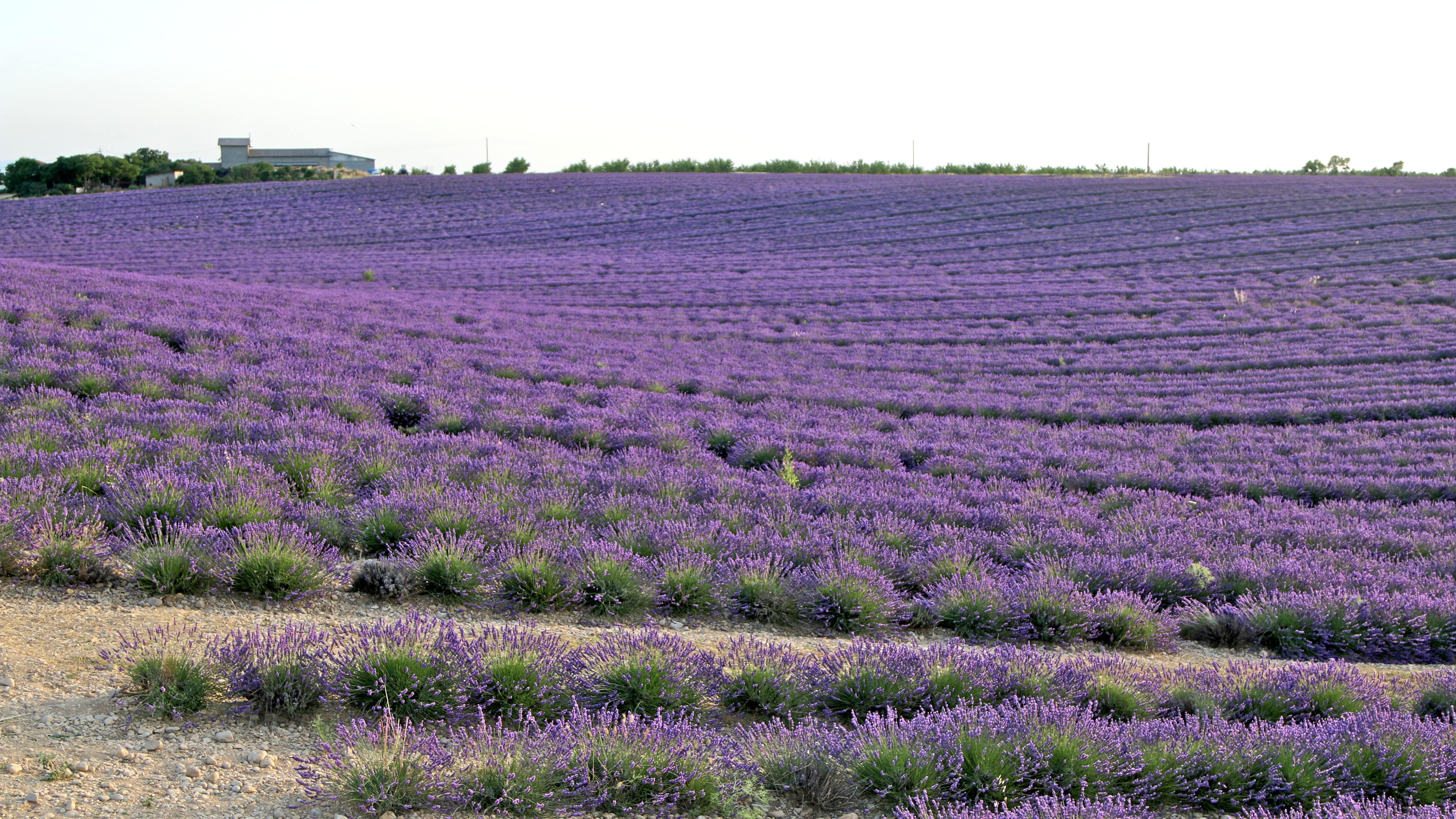 Champ de lavande sur le plateau de Valensole, au sud-ouest de Digne-les-Bains