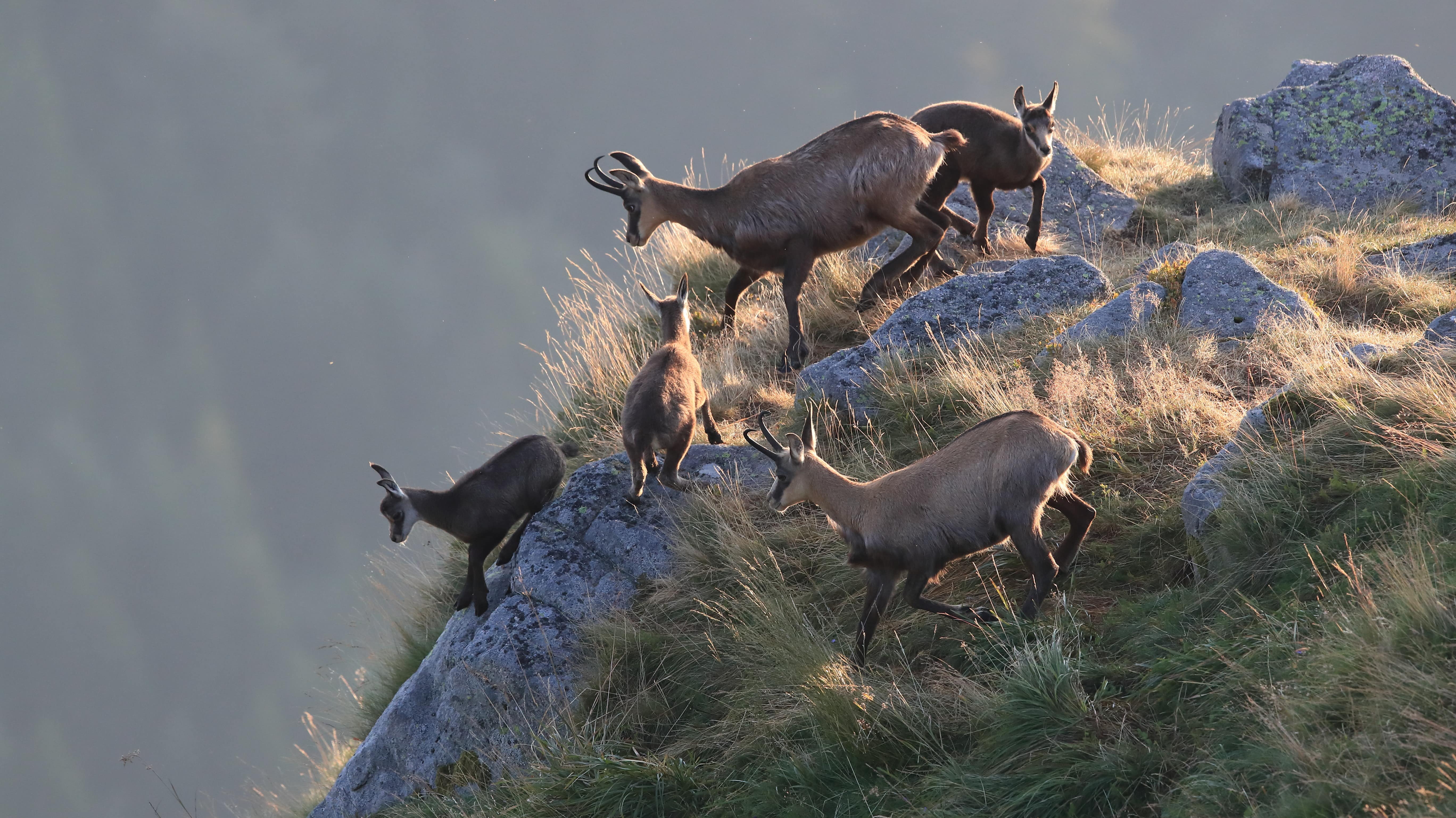 Groupe de chamois dans les Vosges