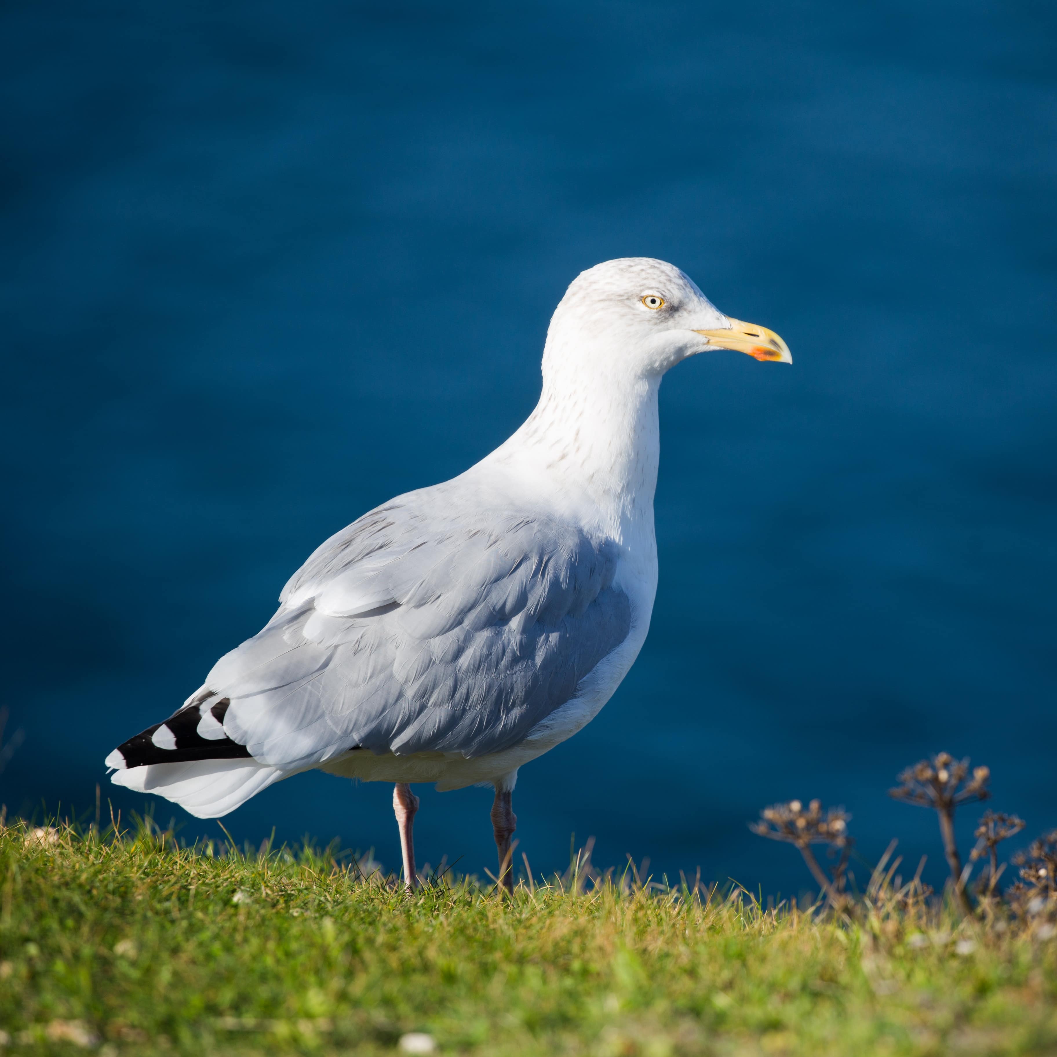 Faune bretonne
