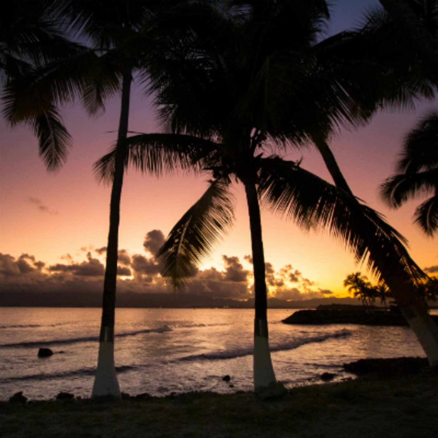 Les cocotiers de la Guadeloupe