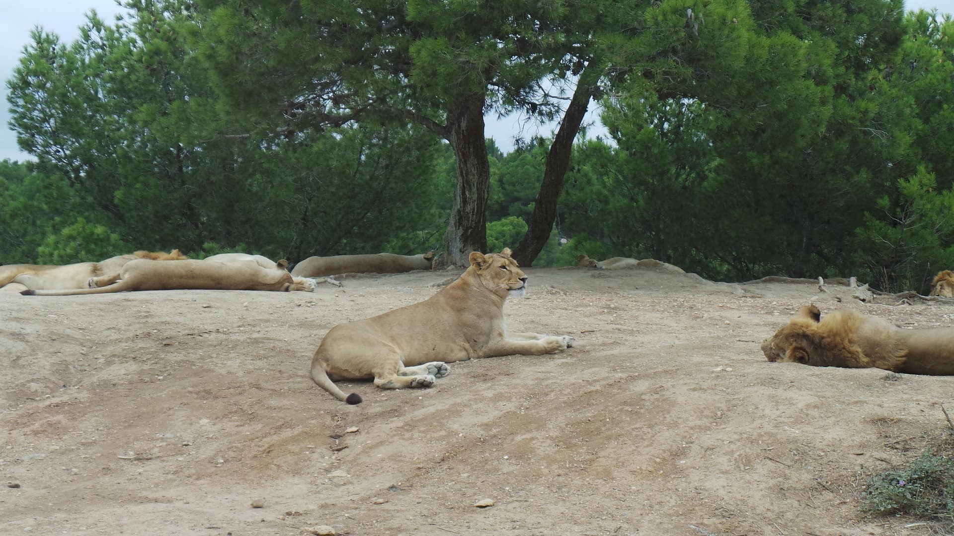 Réserve Africaine Sigean, image par insale, Pixabay