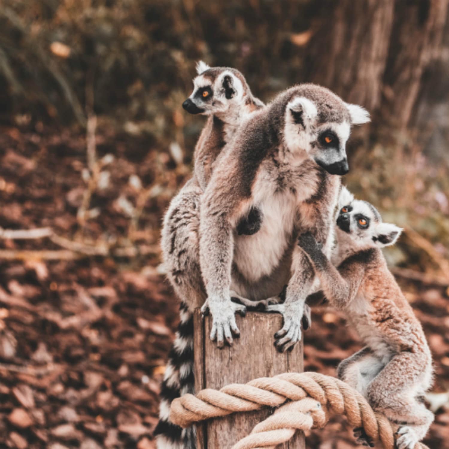 La faune de Madagascar