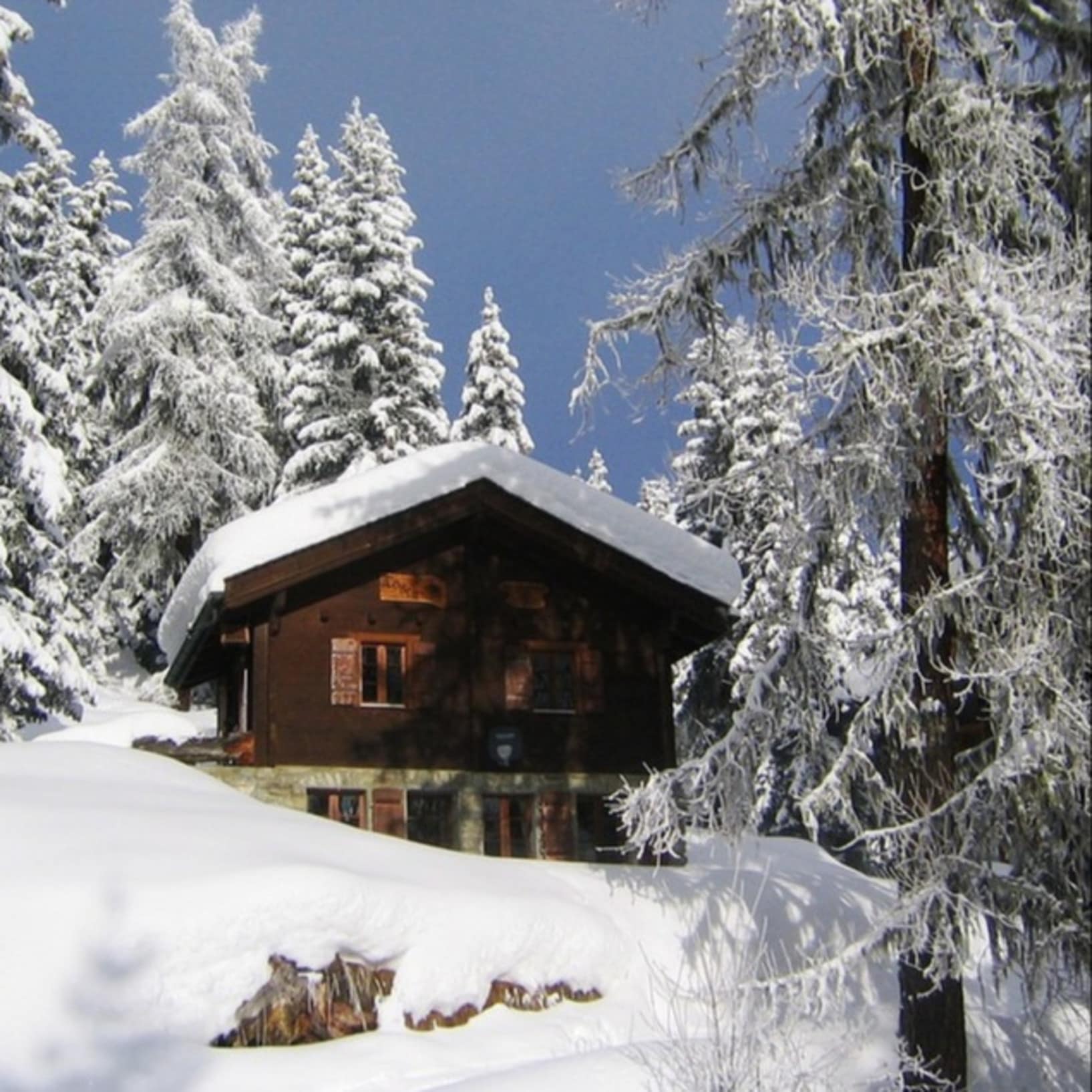 Chalet en bois entouré de sapins