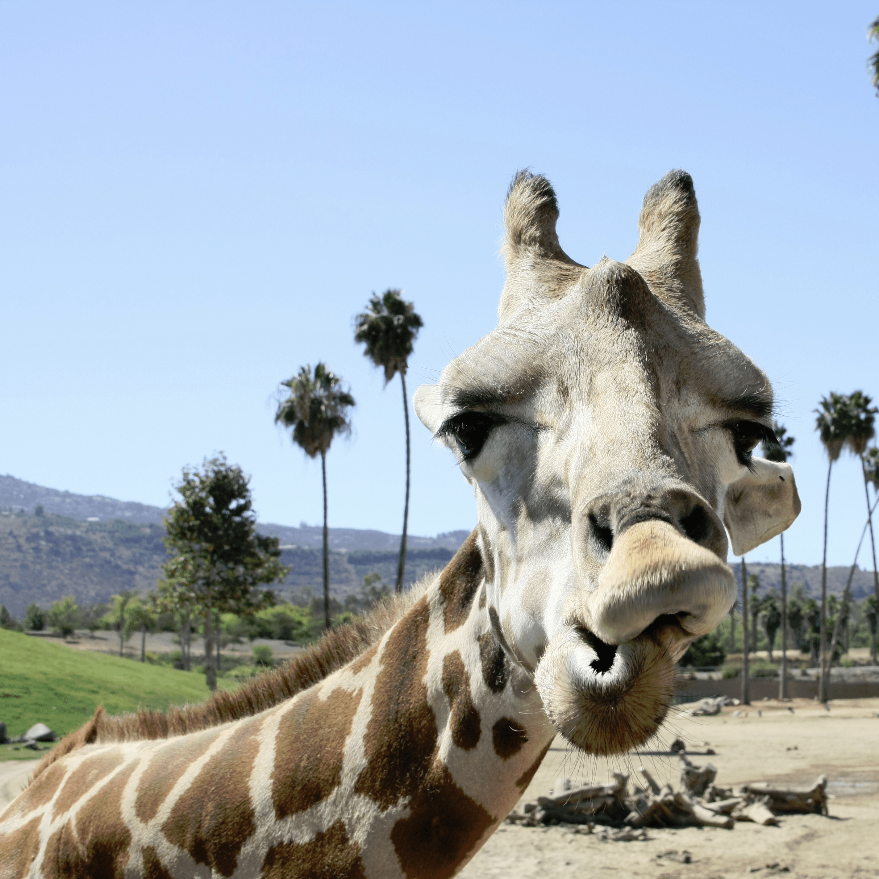 Zoos, aquariums et parcs animaliers en France