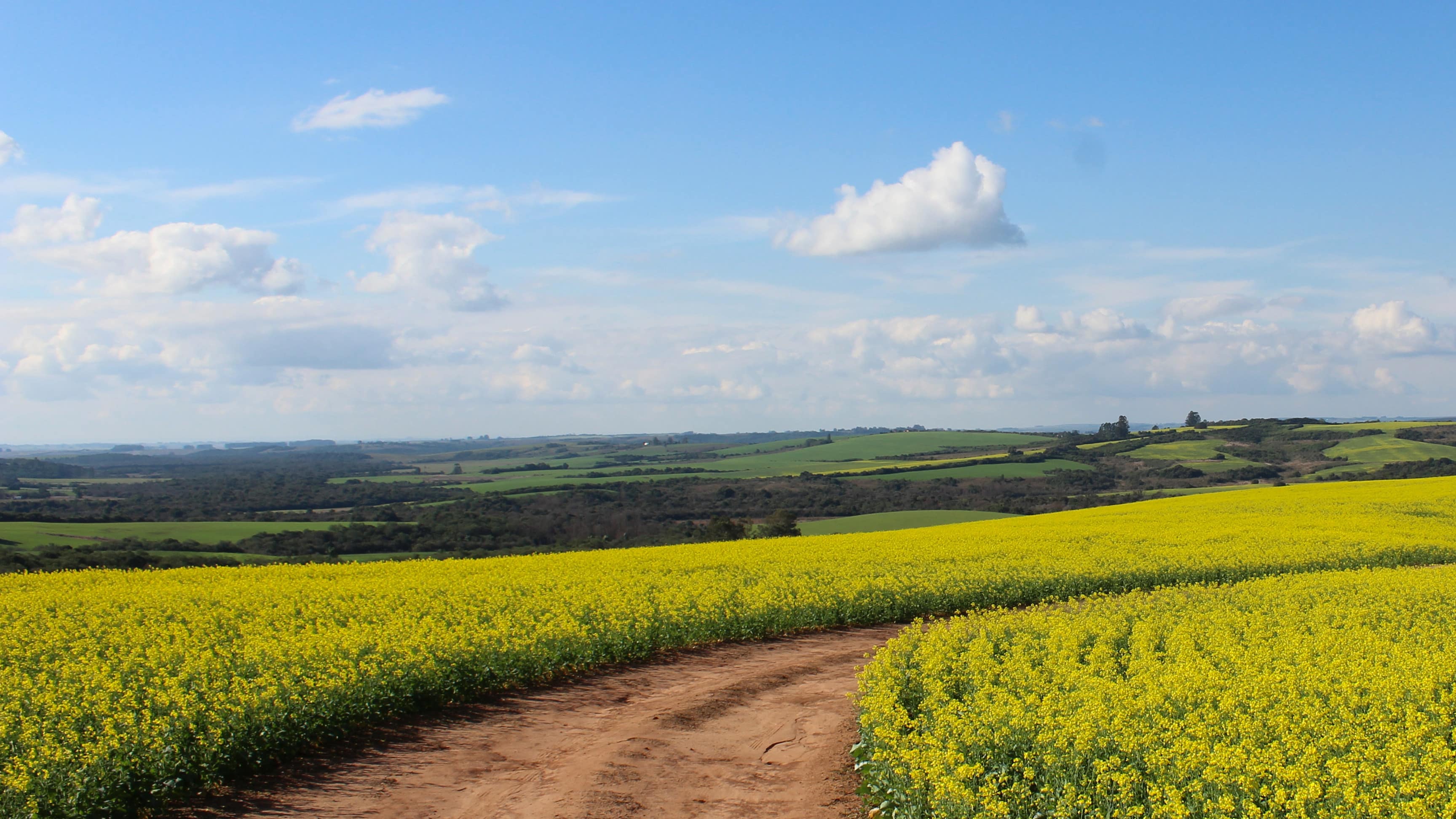 Paysage de campagne