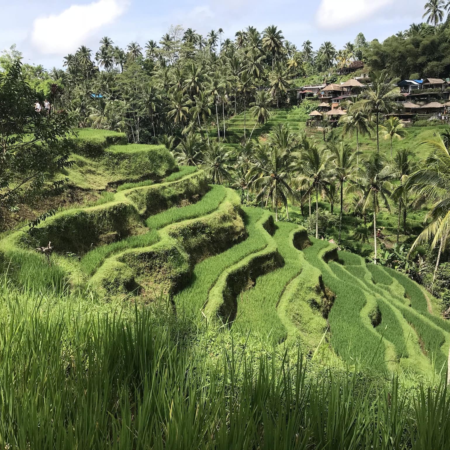 Les splendides rizières en terrasses balinaises