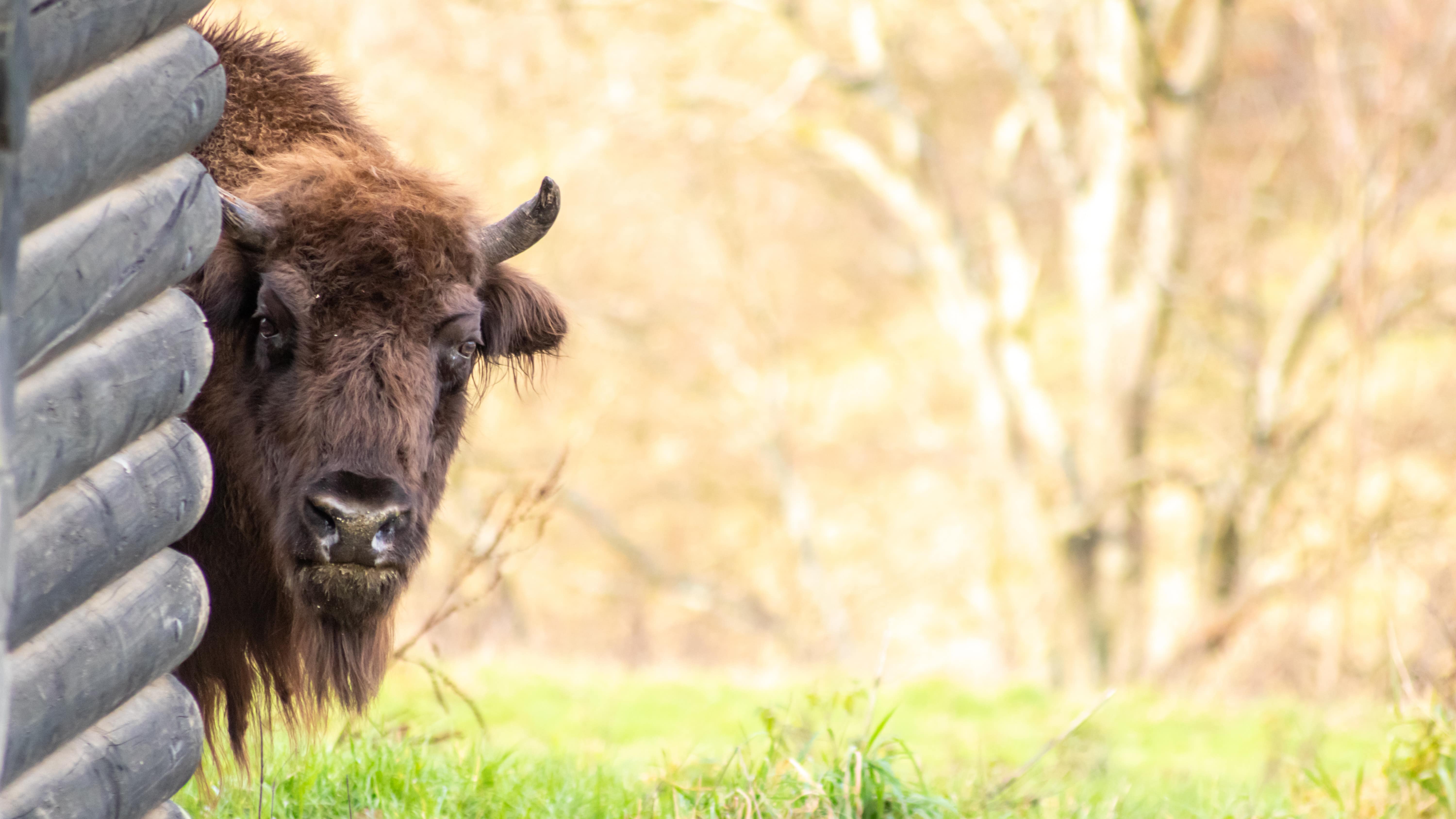 Un bison caché par un mur en rondins de bois passe sa tête