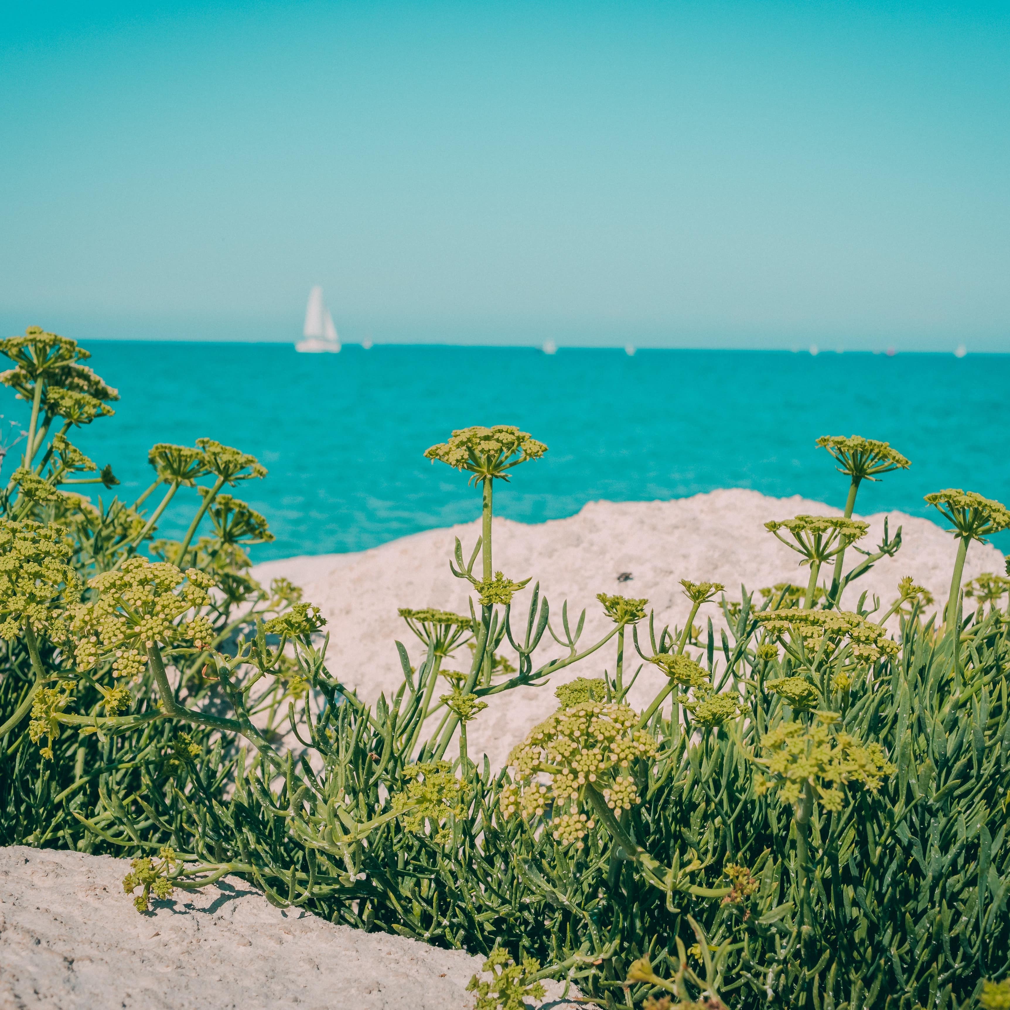 Fleurs vertes sur fond de sable blanc près de la mer