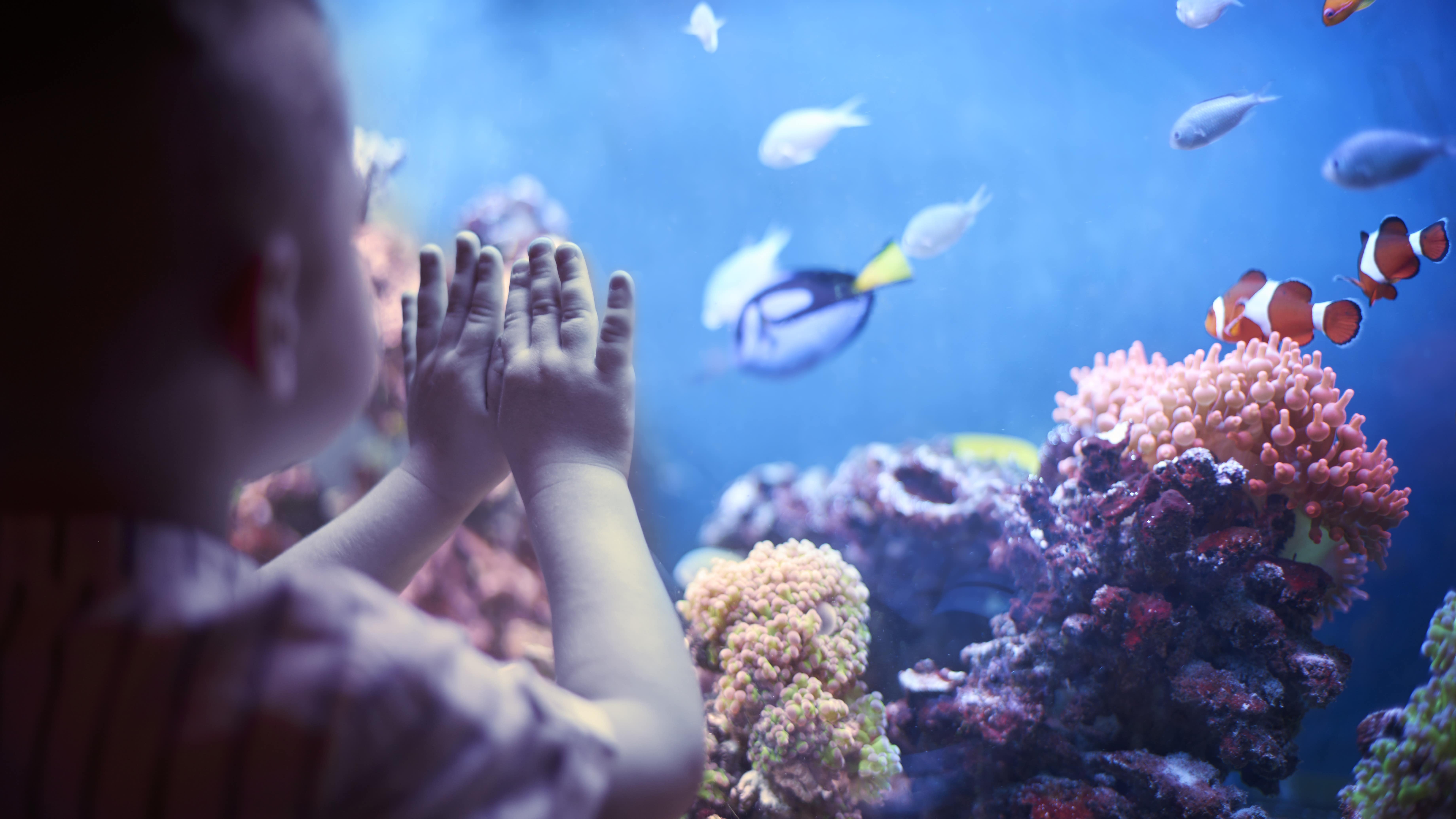 Enfant s'émerveillant devant un aquarium contenant notamment des poissons-clowns et des coraux