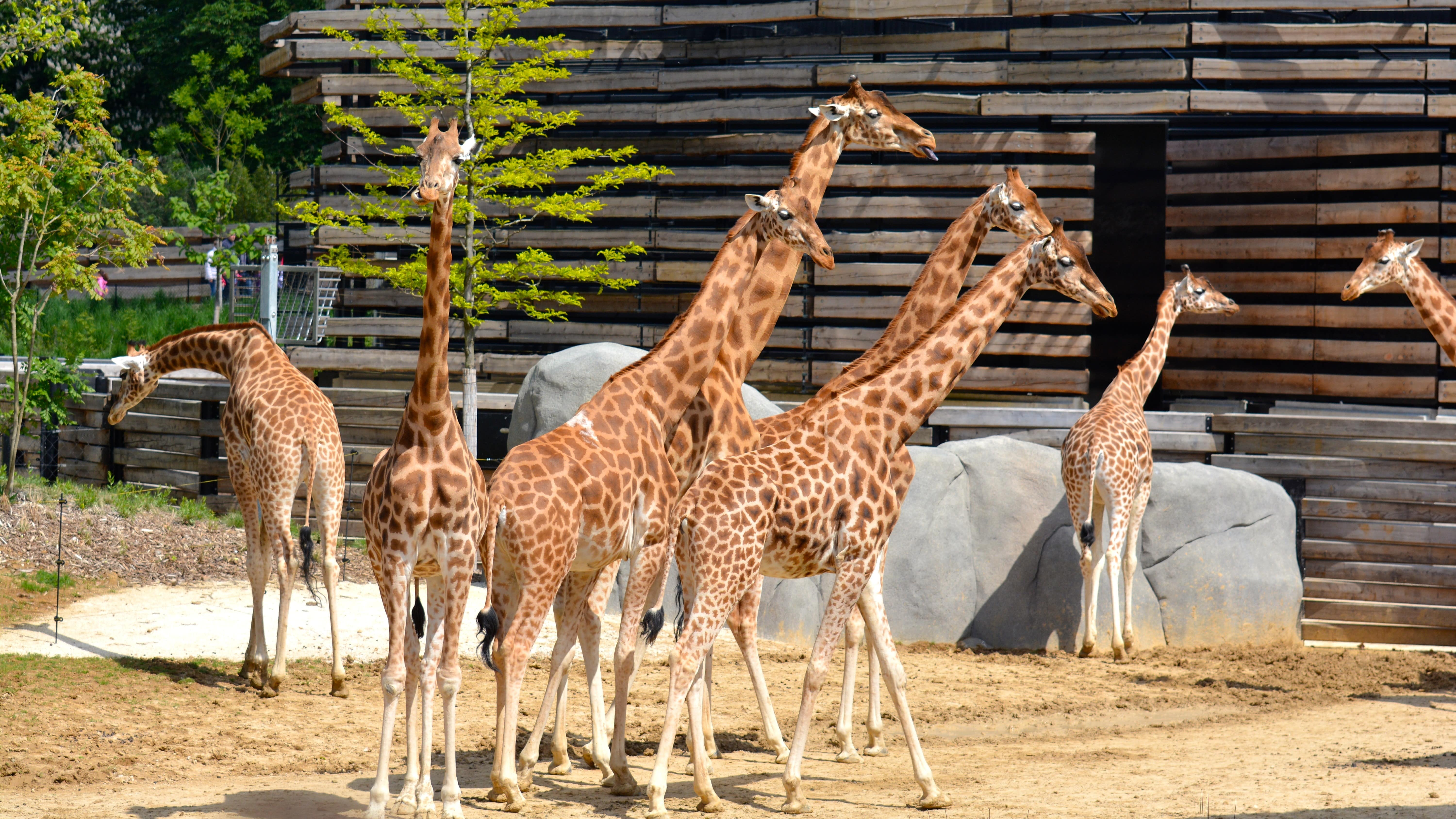 Groupe de girafes au zoo de Vincennes à Paris