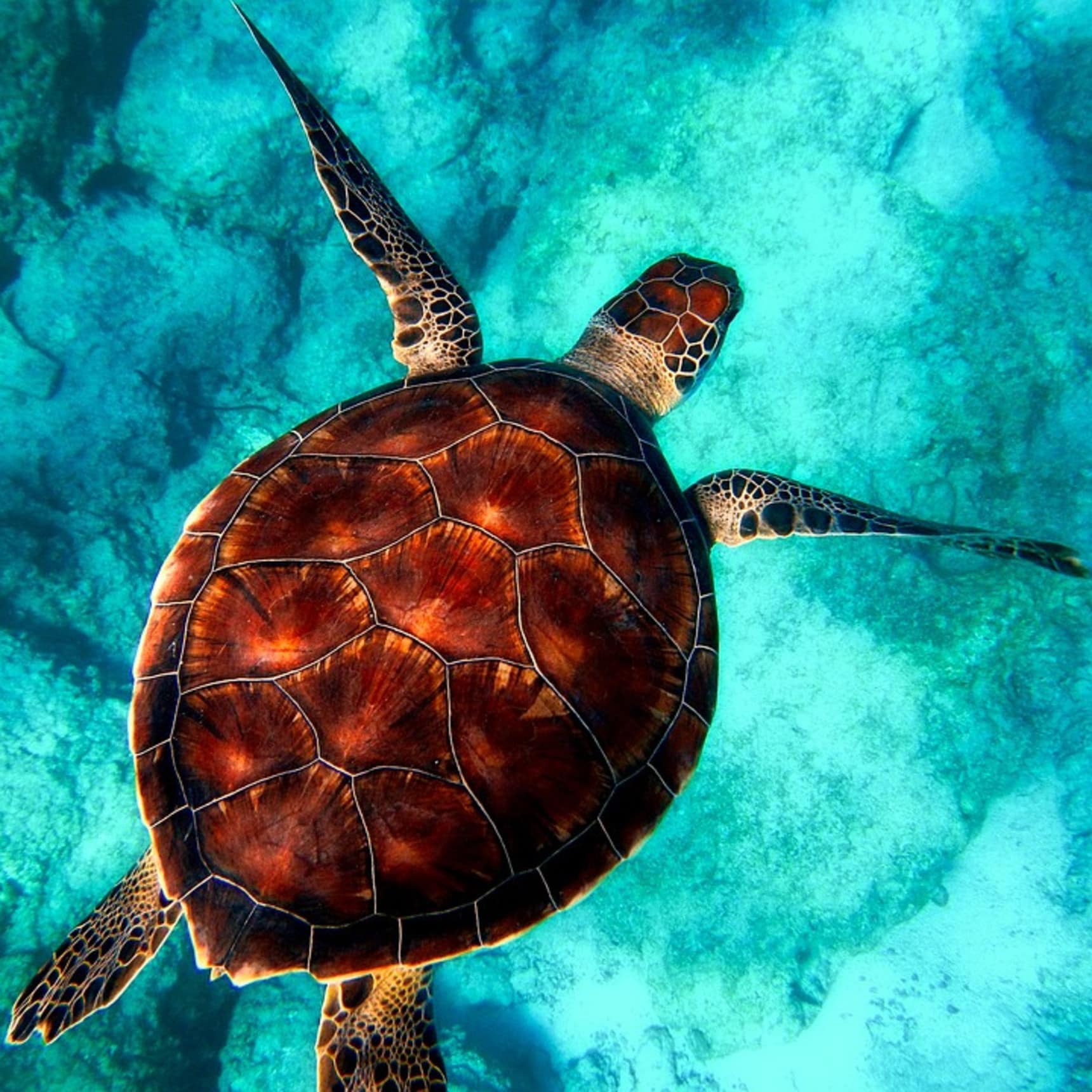 partir au soleil en janvier, tortue de mer dans eaux cristallines