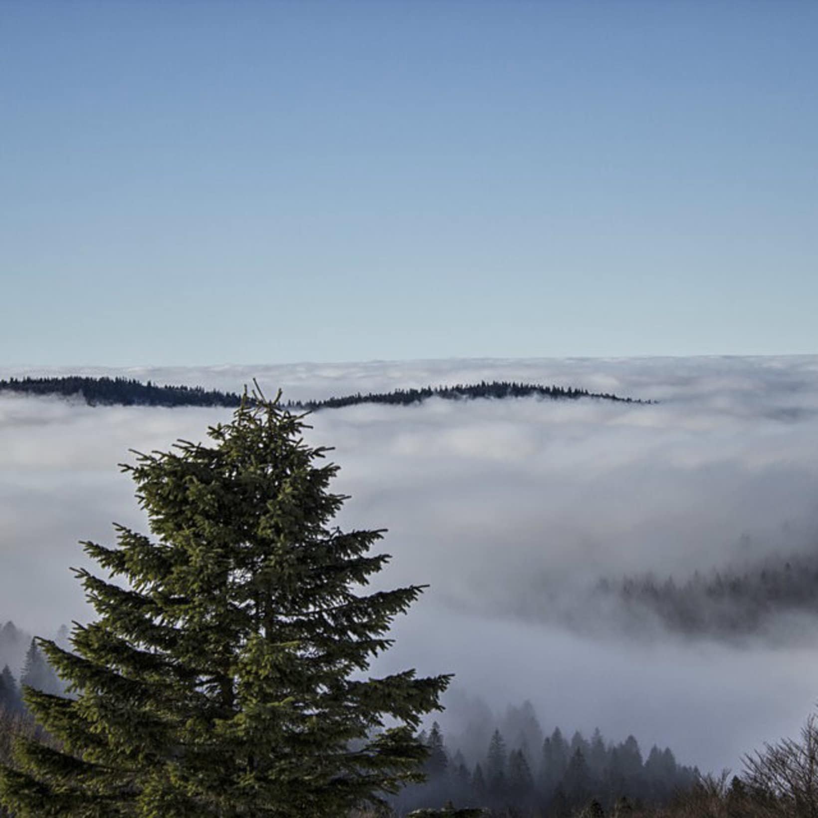 un sapin face à un paysage montagnard sous un ciel nuageux dans les Vosges en France