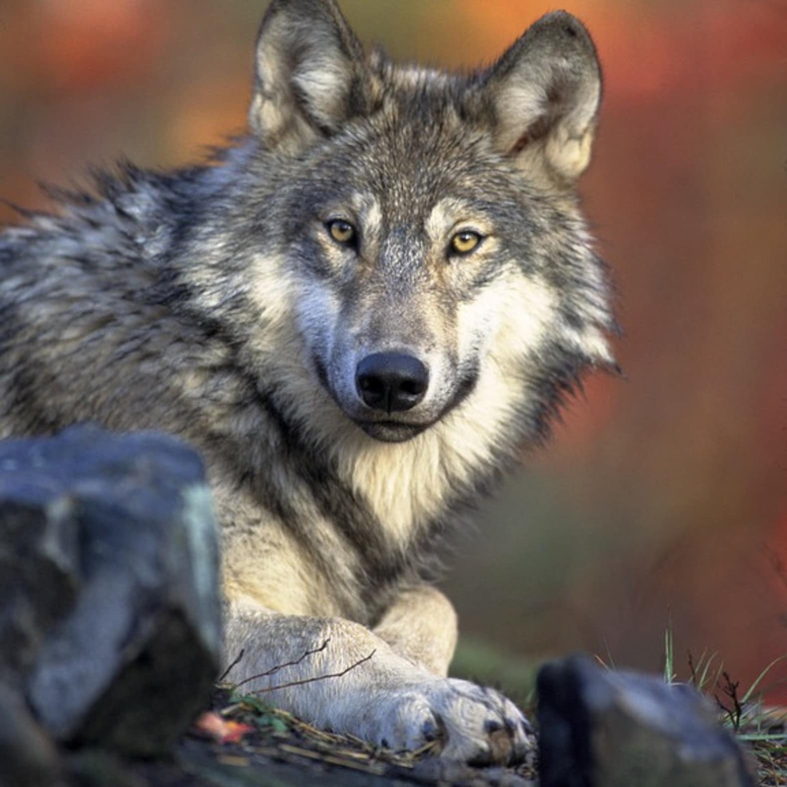 Une nuit avec les loups, une expérience inoubliable