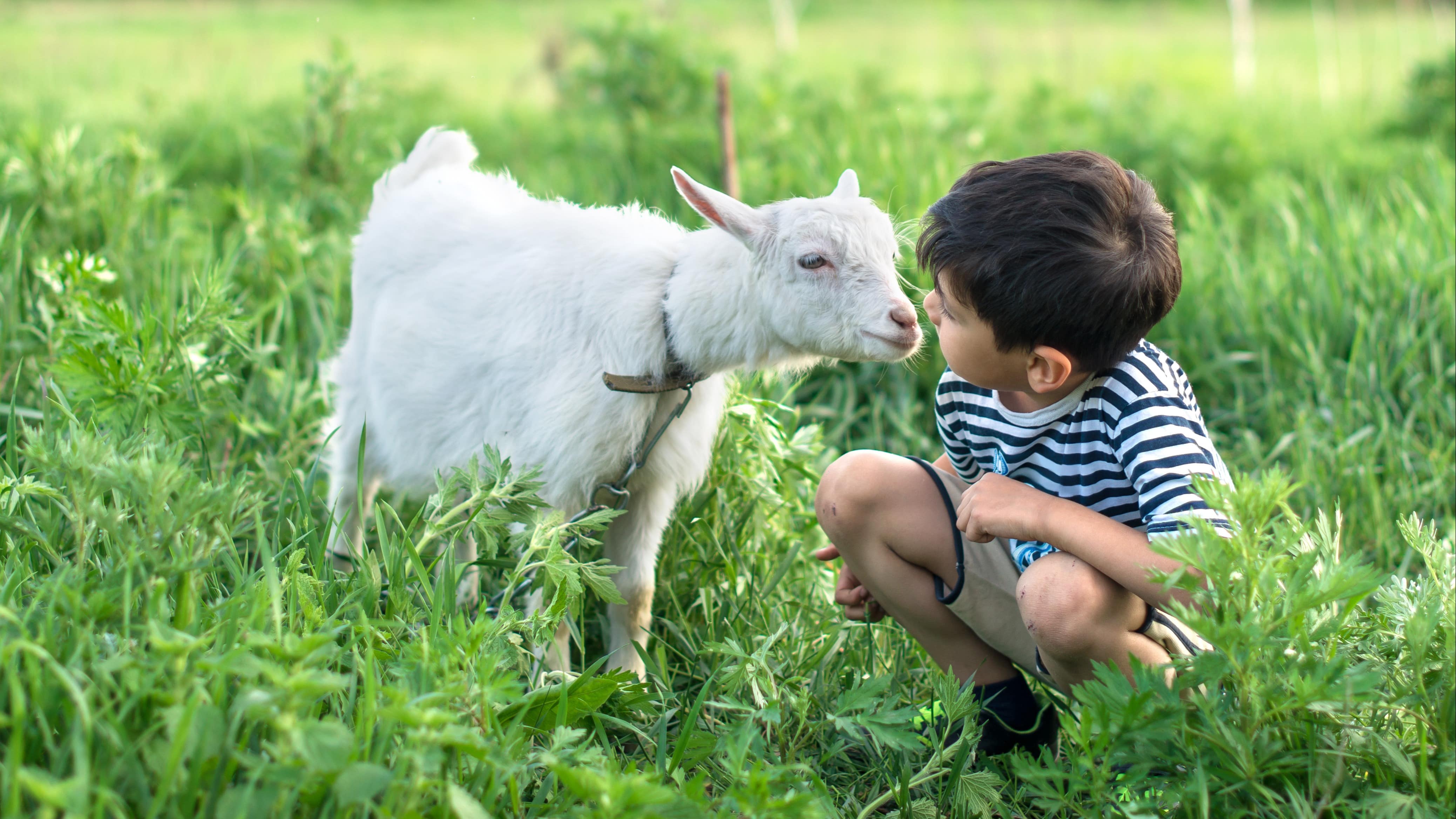 Petit garçon s'approchant d'une chèvre blanche dans la verdure