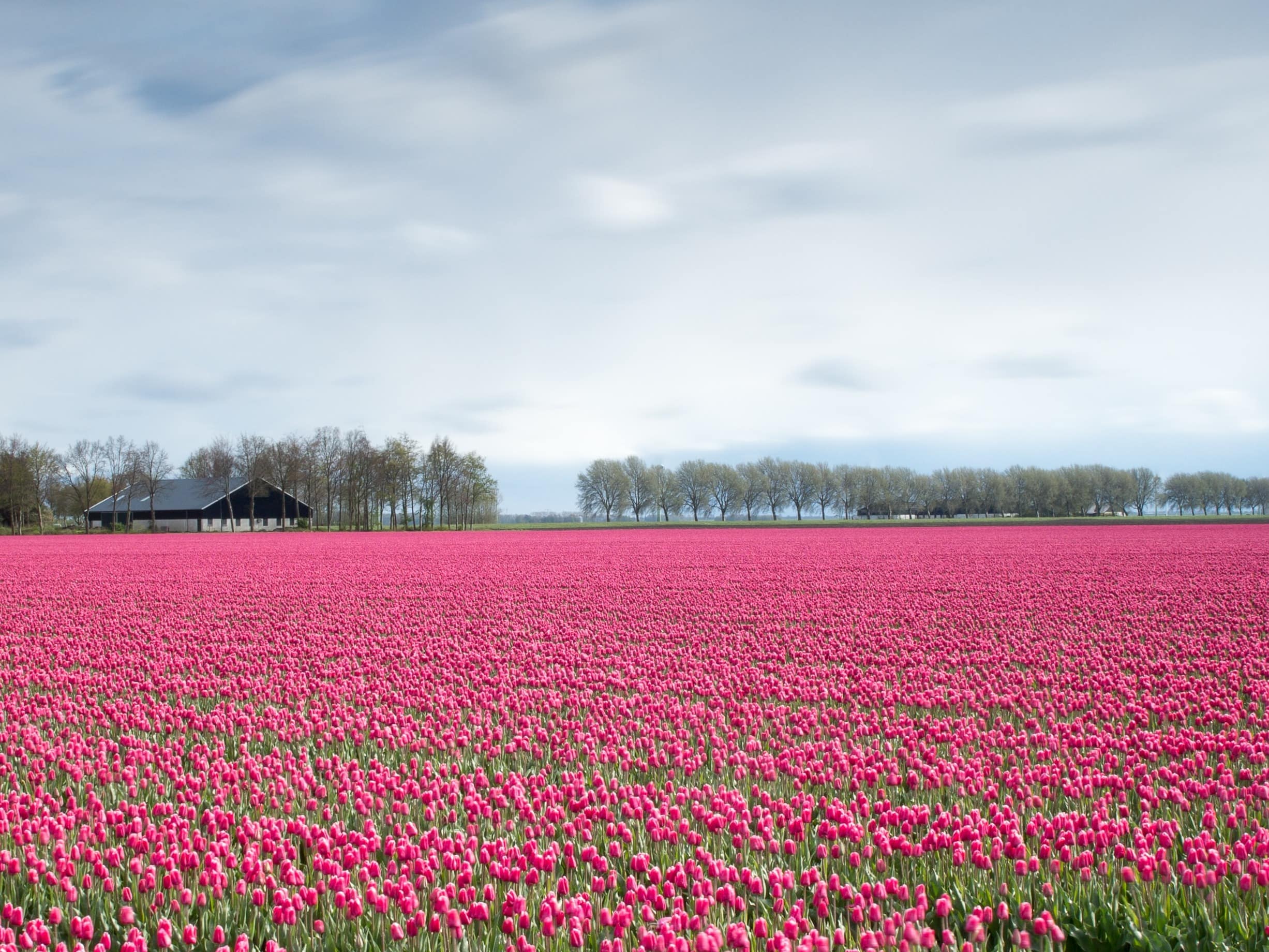 holland header - Photo by Eddie Hooiveld