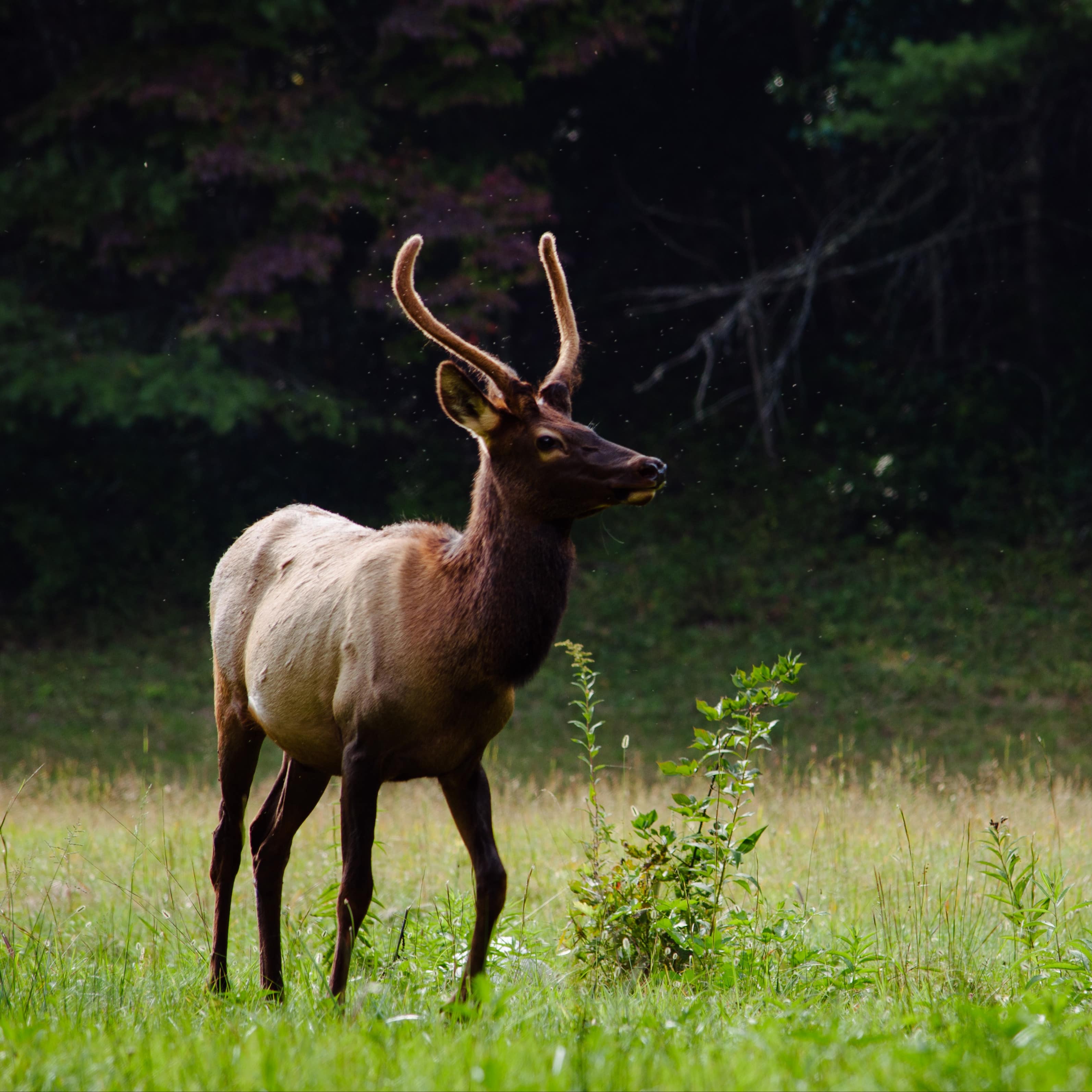 Cerf se promenant dans une plaine devant une forêt