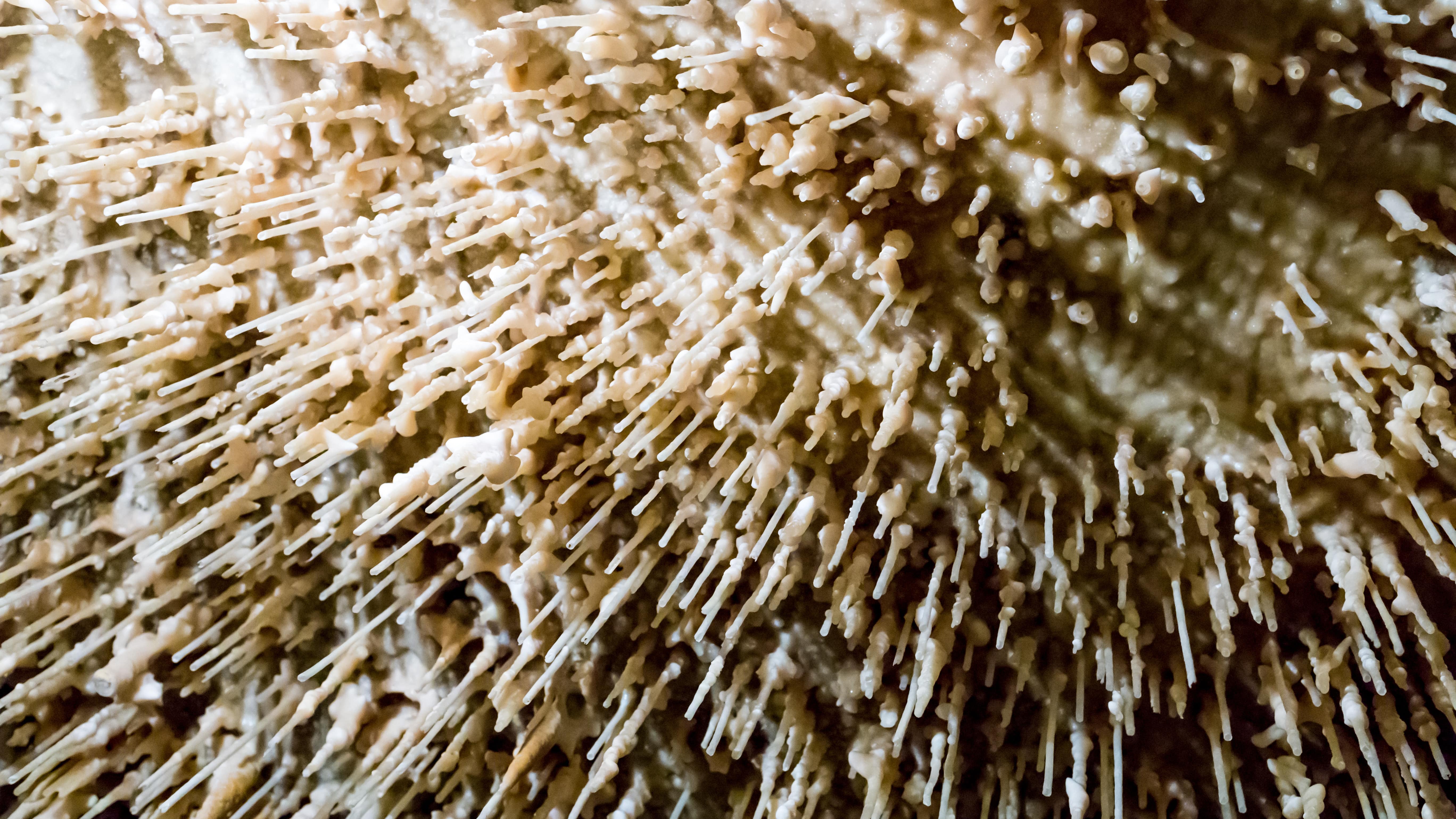 Myriade de stalactites