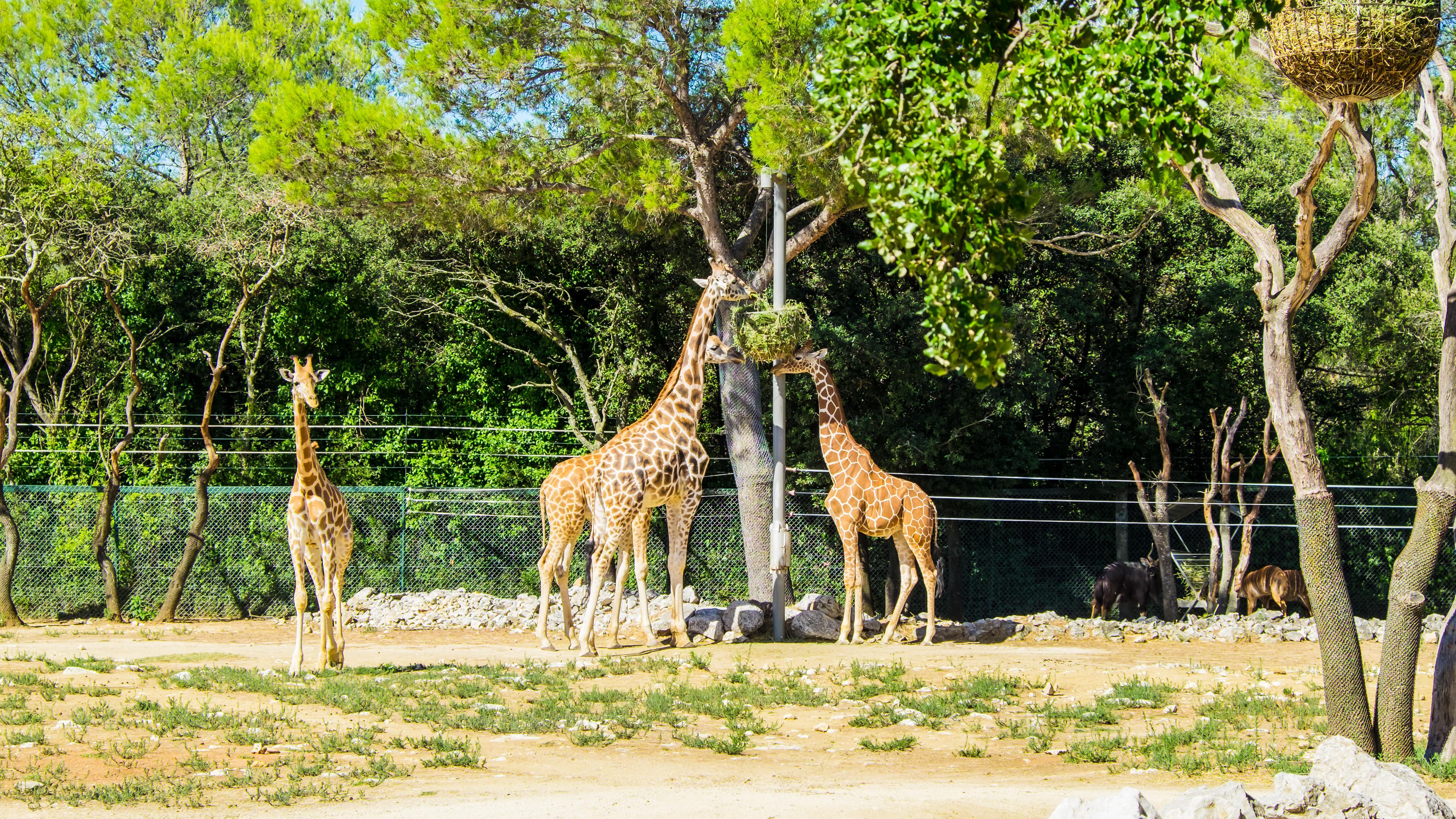 Vue sur les girafes du zoo de Montpellier