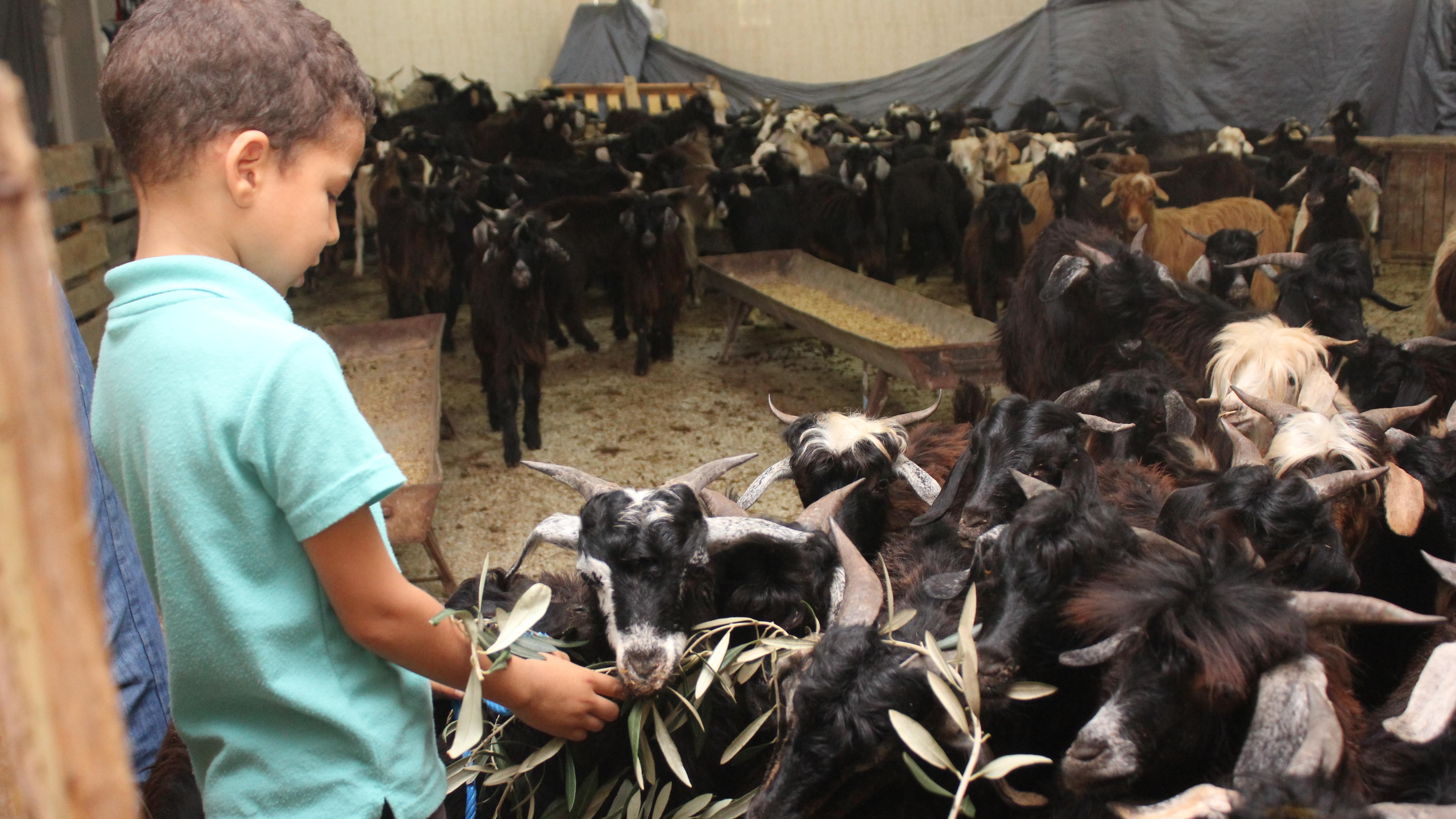Un séjour à la ferme, une bonne idée pour toute la famille !