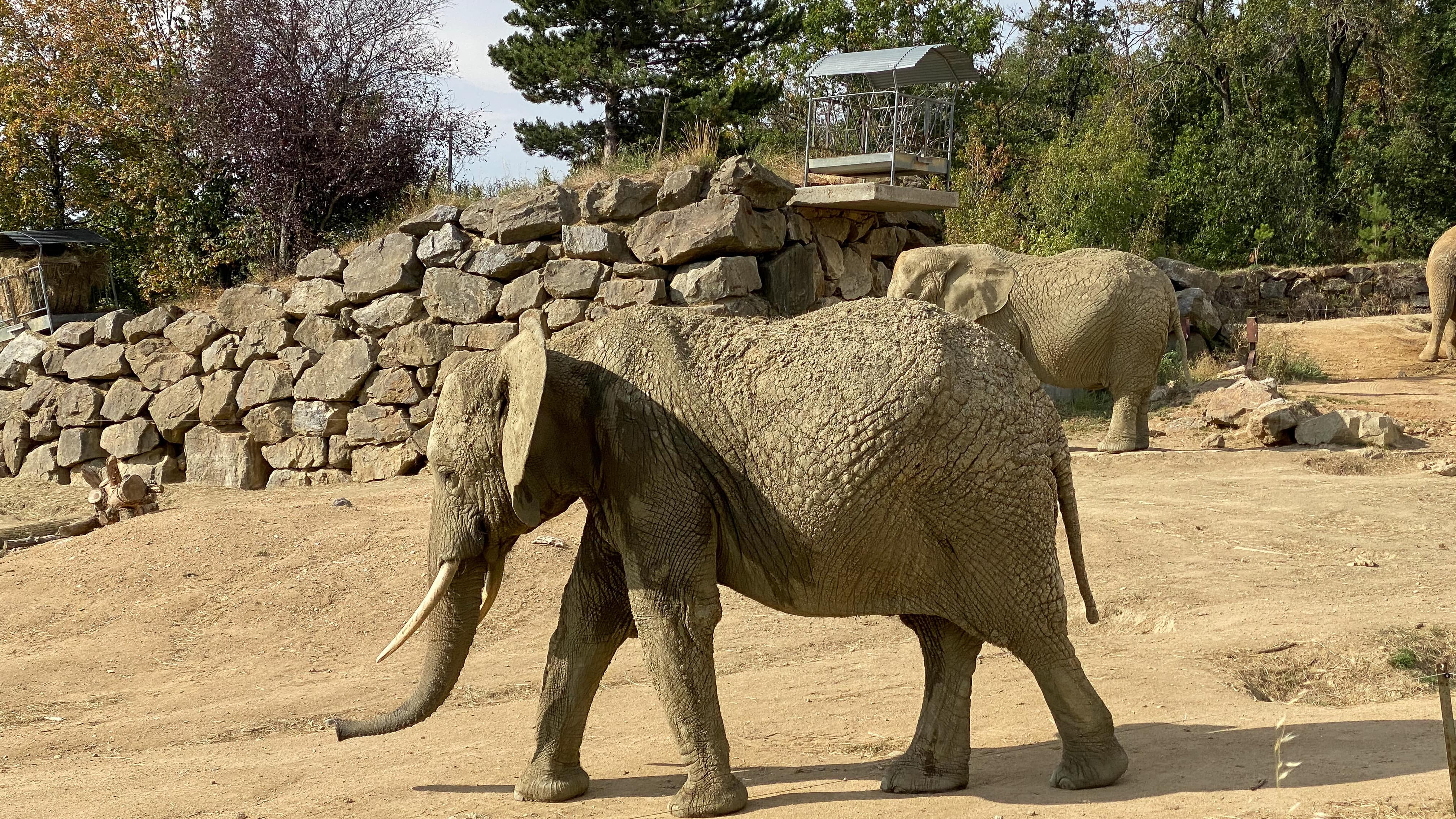 Deux éléphants en train de marcher dans leur enclos au Safari de Peaugres