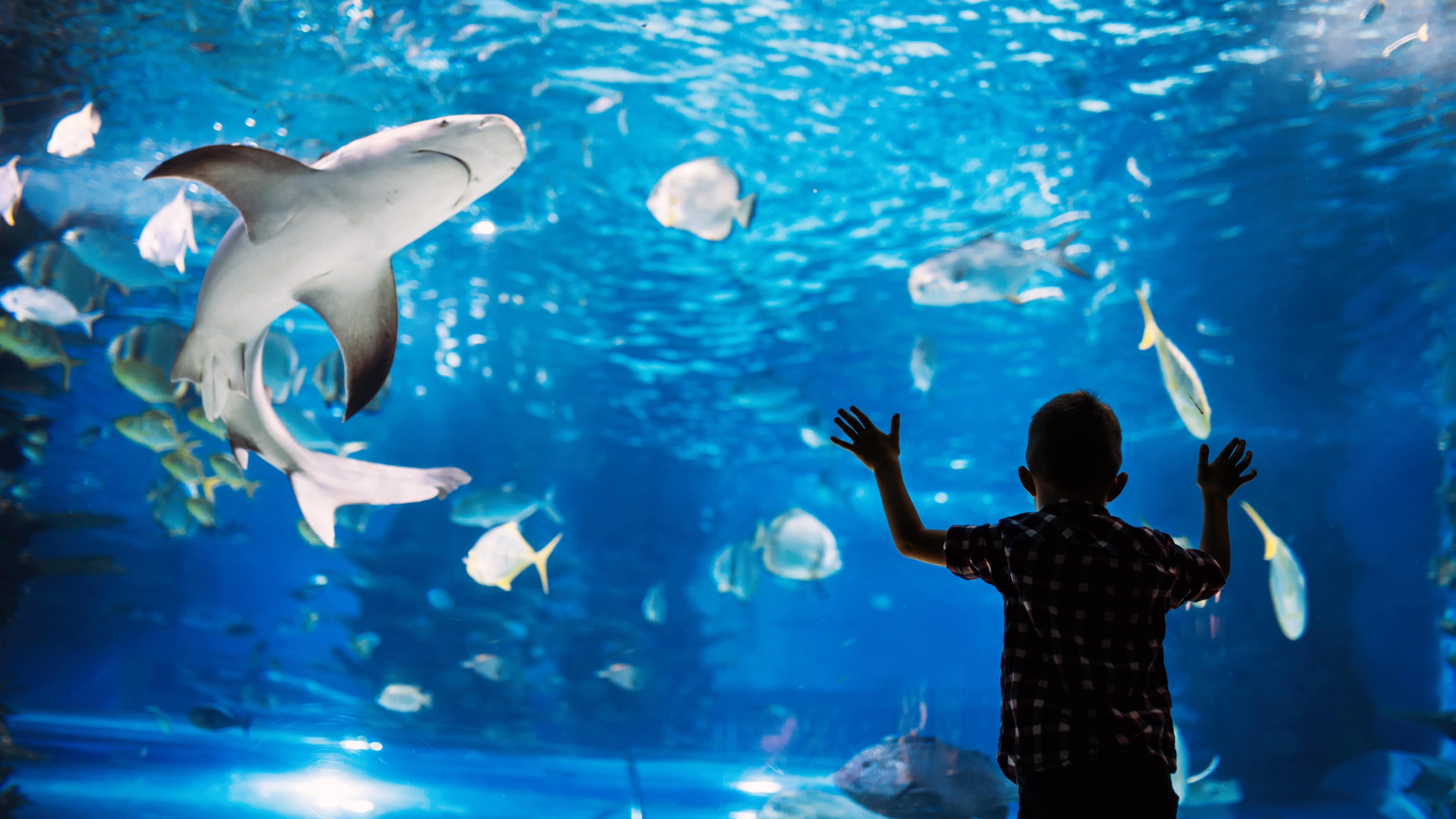 Petit garçon devant un aquarium présentant divers poissons et un requin