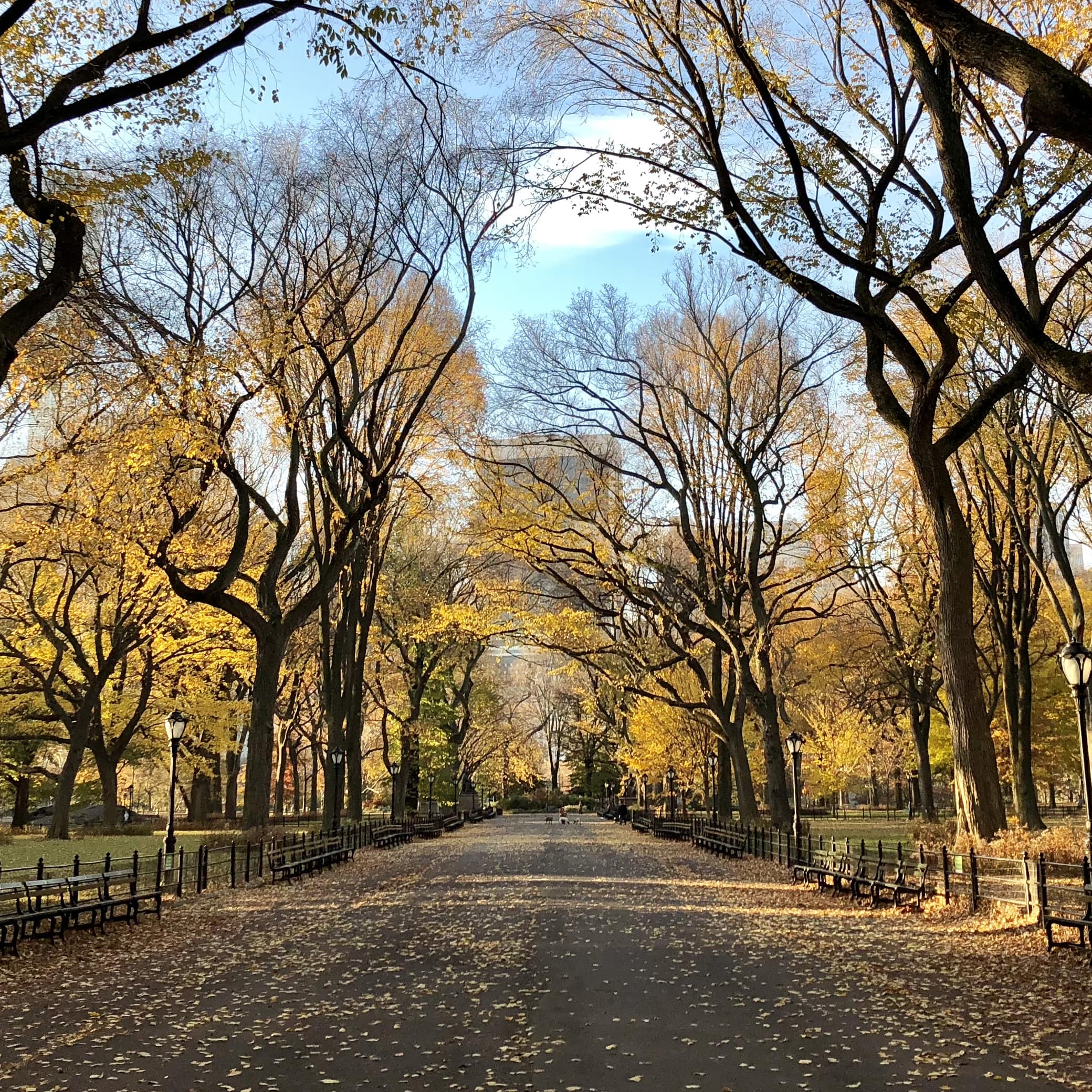 Promenade au parc