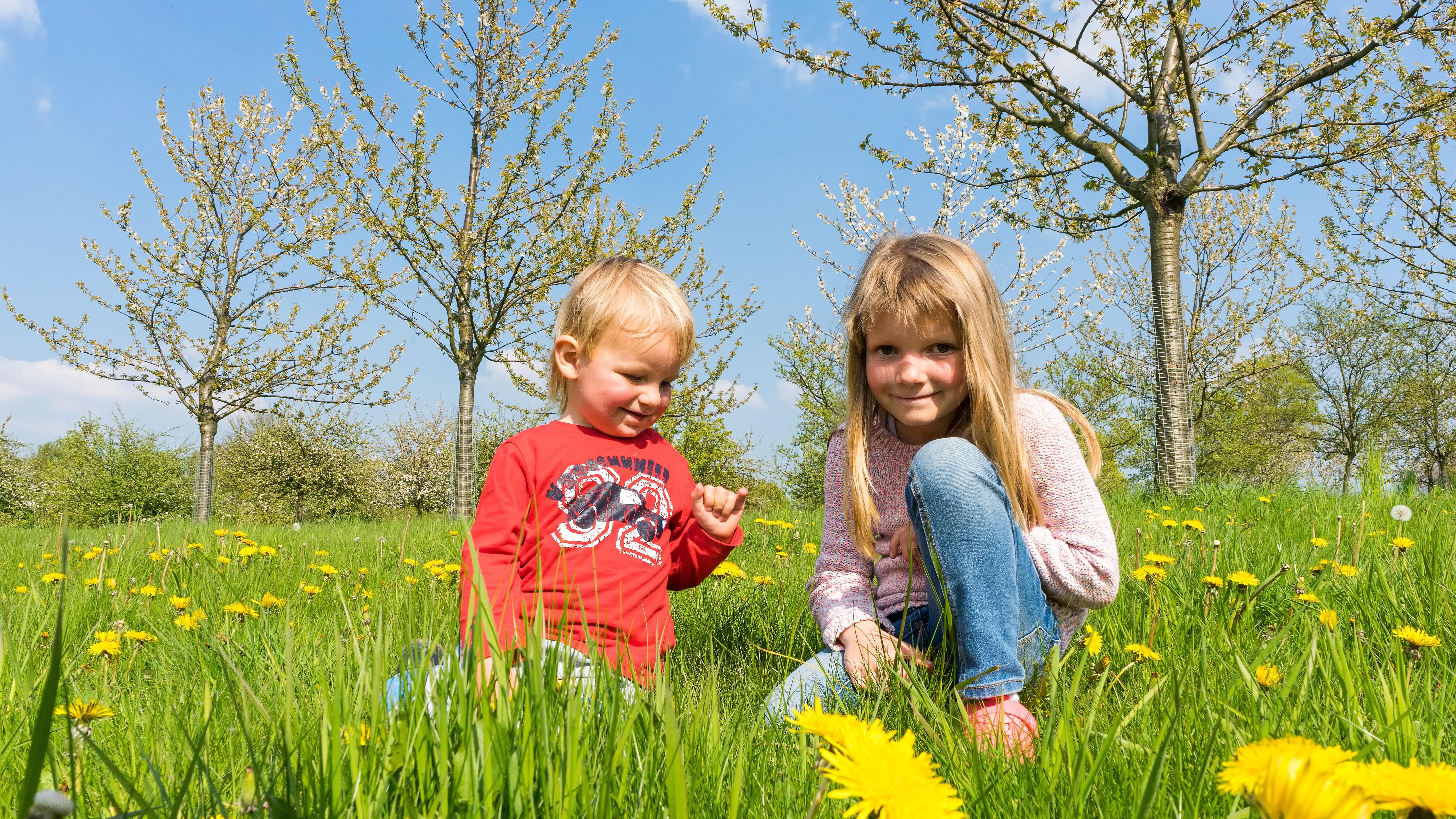 vue sur deux enfants assis dans une verte pelouse parsemée de pissenlits, quelques jeunes arbres en fleurs à l’arrière-plan