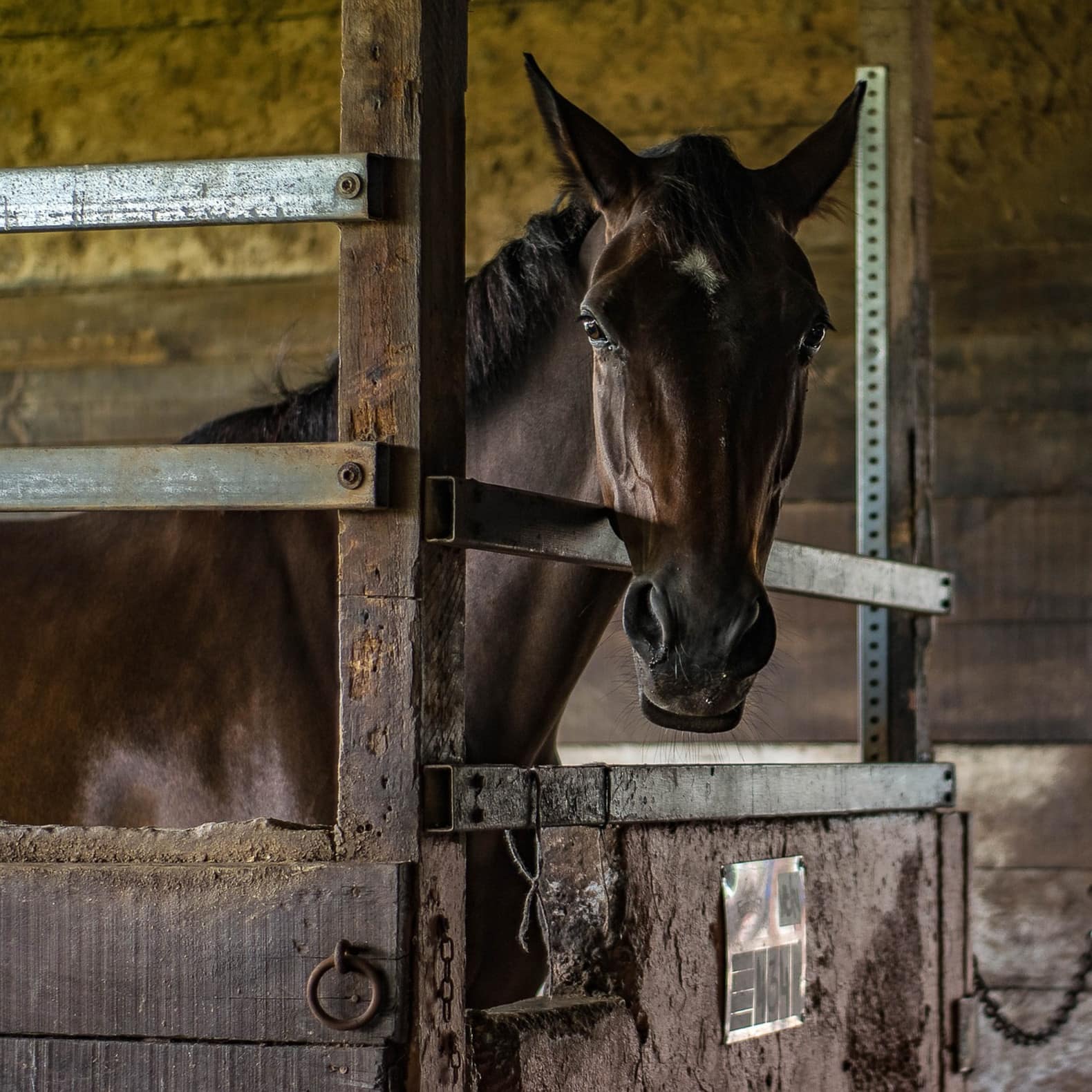 Avez-vous déjà pensé à un gîte à thème ? Et pourquoi pas le cheval ?