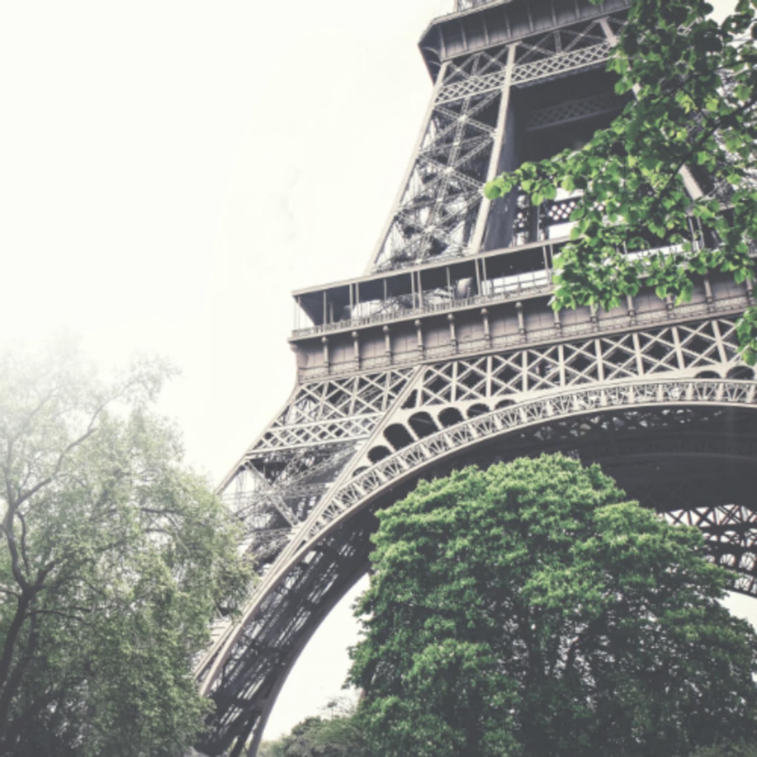 Paris n'est qu'à deux pas de votre arbre...