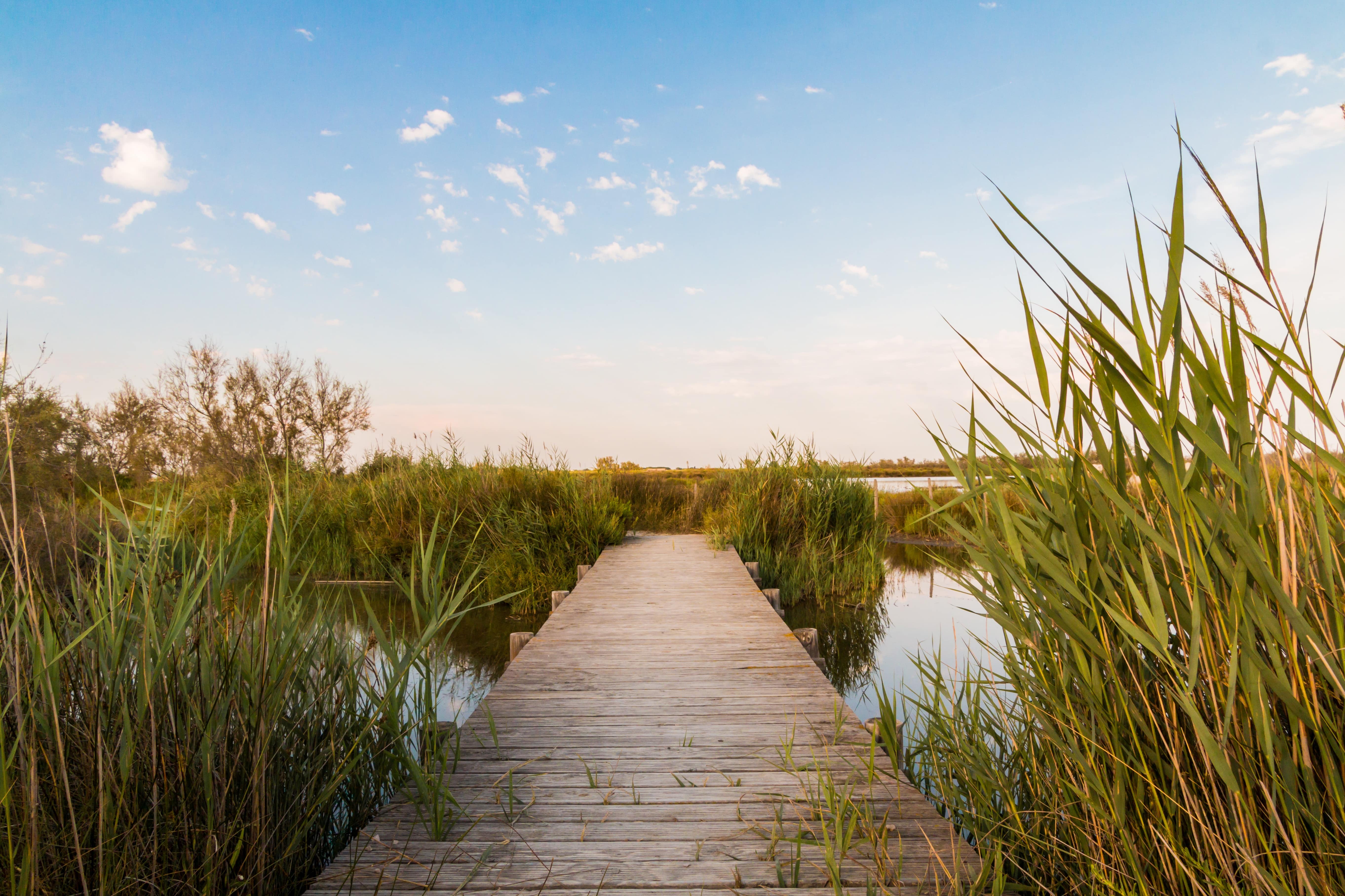 visiter camargue - pixabay