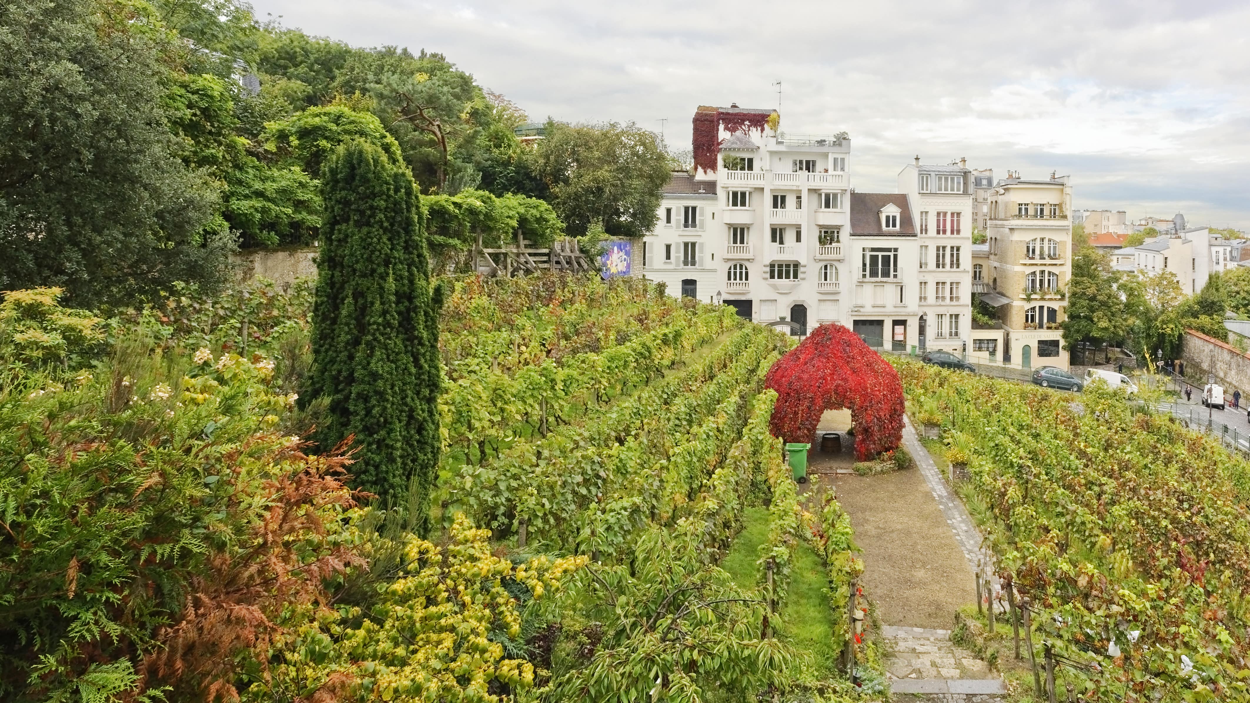 Vignes et beaux immeubles de Montmartre à Paris