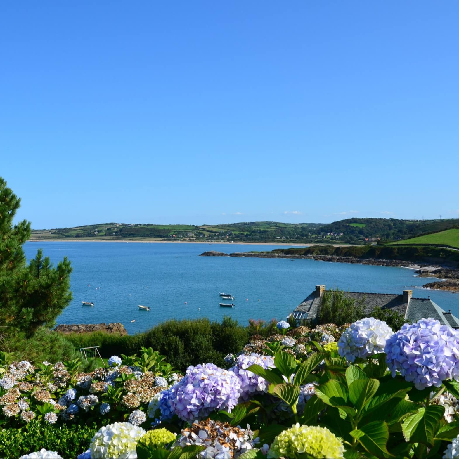 Vue sur mer depuis un champ de fleurs, Cotentin, France