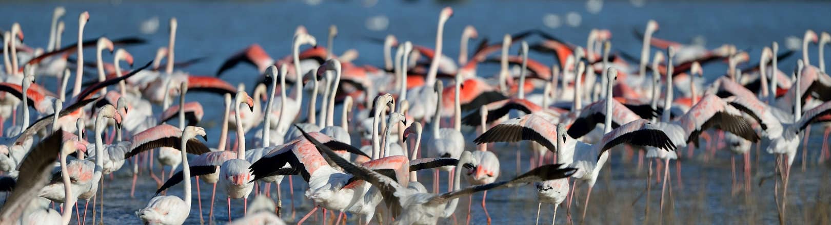 La Camargue en 24 heures, comment ça se passe ?