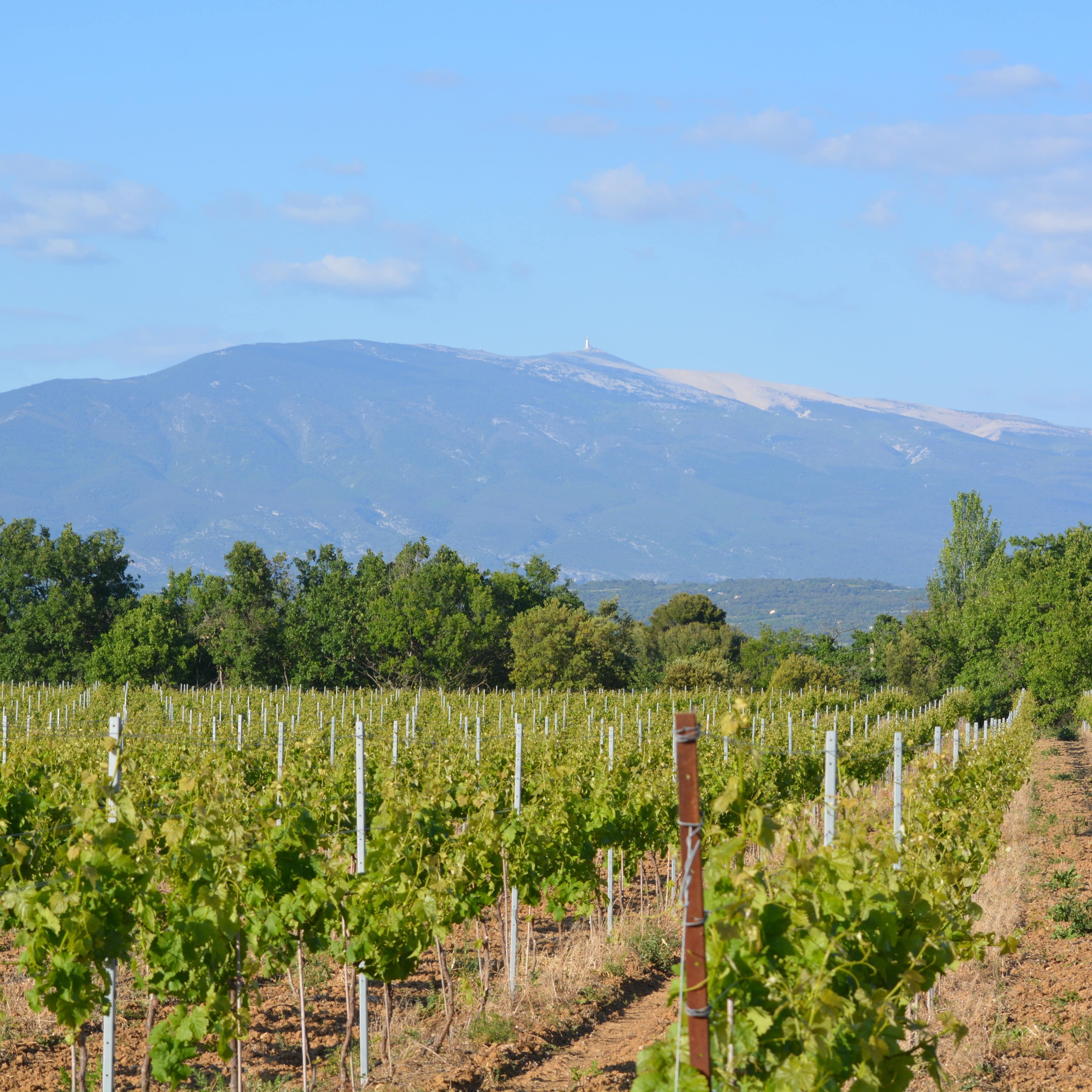 Le Mont Ventoux, le terrible géant de Provence pour les coureurs du Tour de France. De sa tête chauve, la vue porte jusqu’à la mer et au Mont-Blanc !