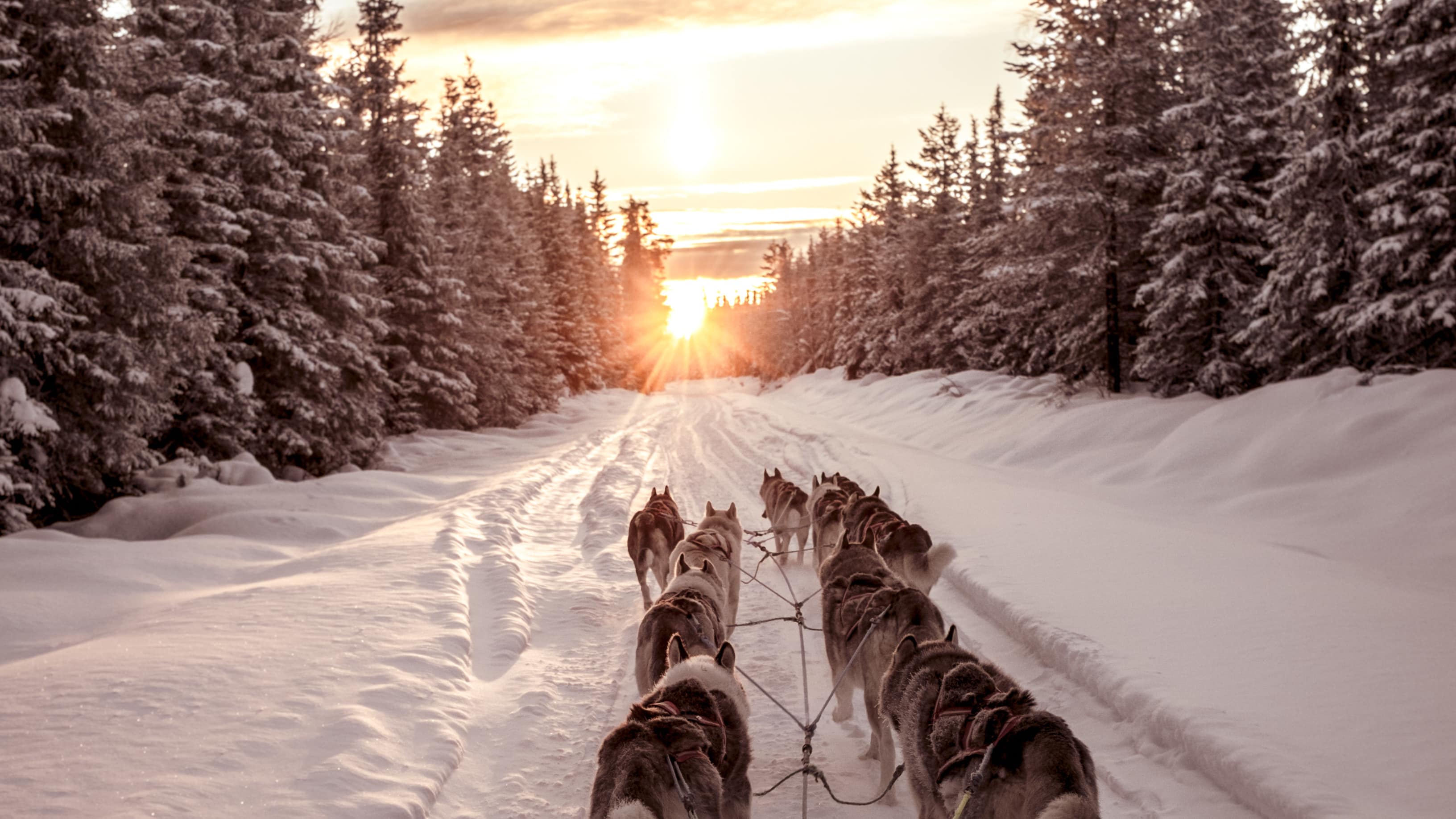 Des chiens tirant un traîneau sur une piste enneigée au milieu des sapins, au coucher du soleil