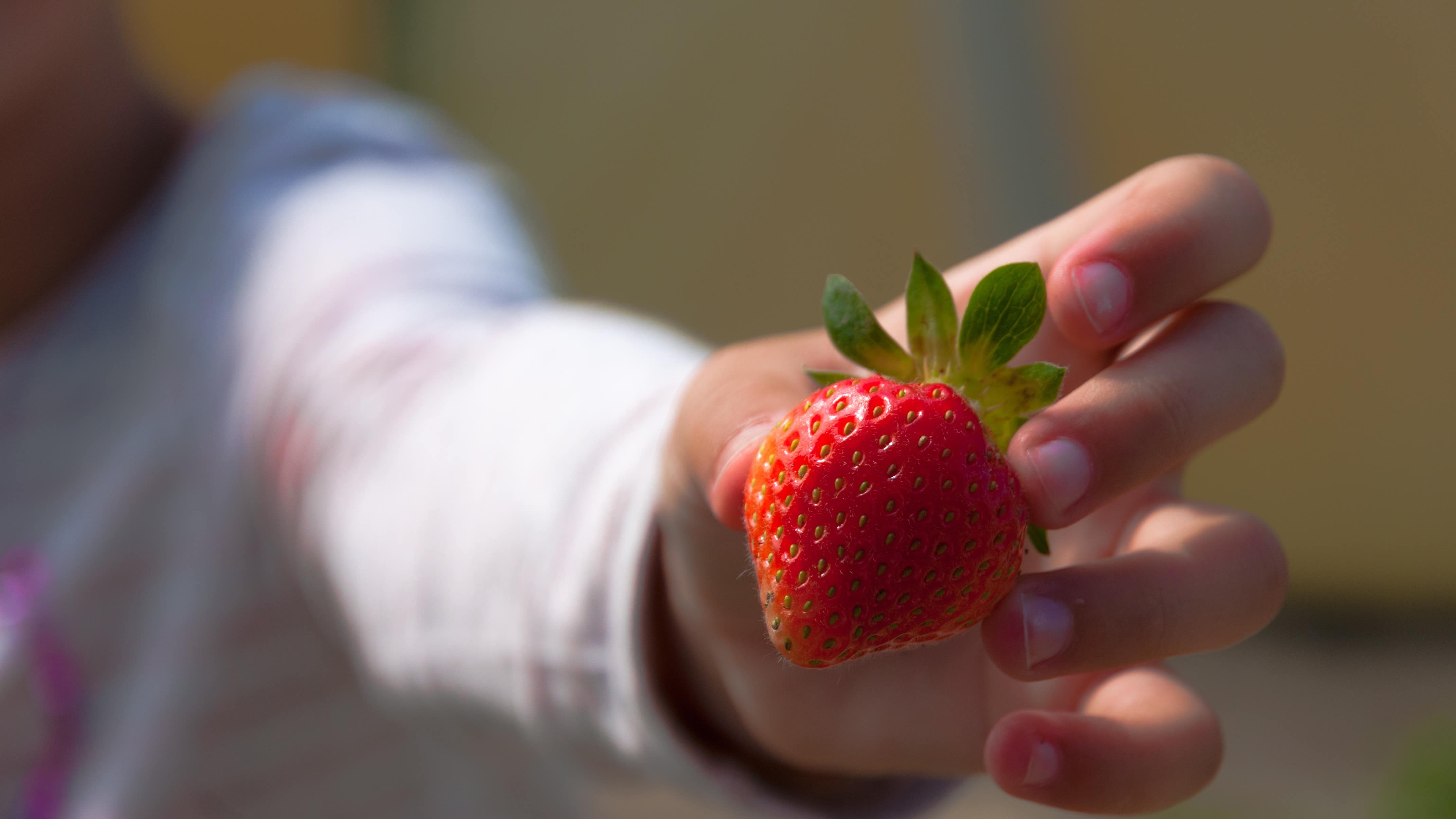 gros plan sur la main d’un enfant tendant une fraise