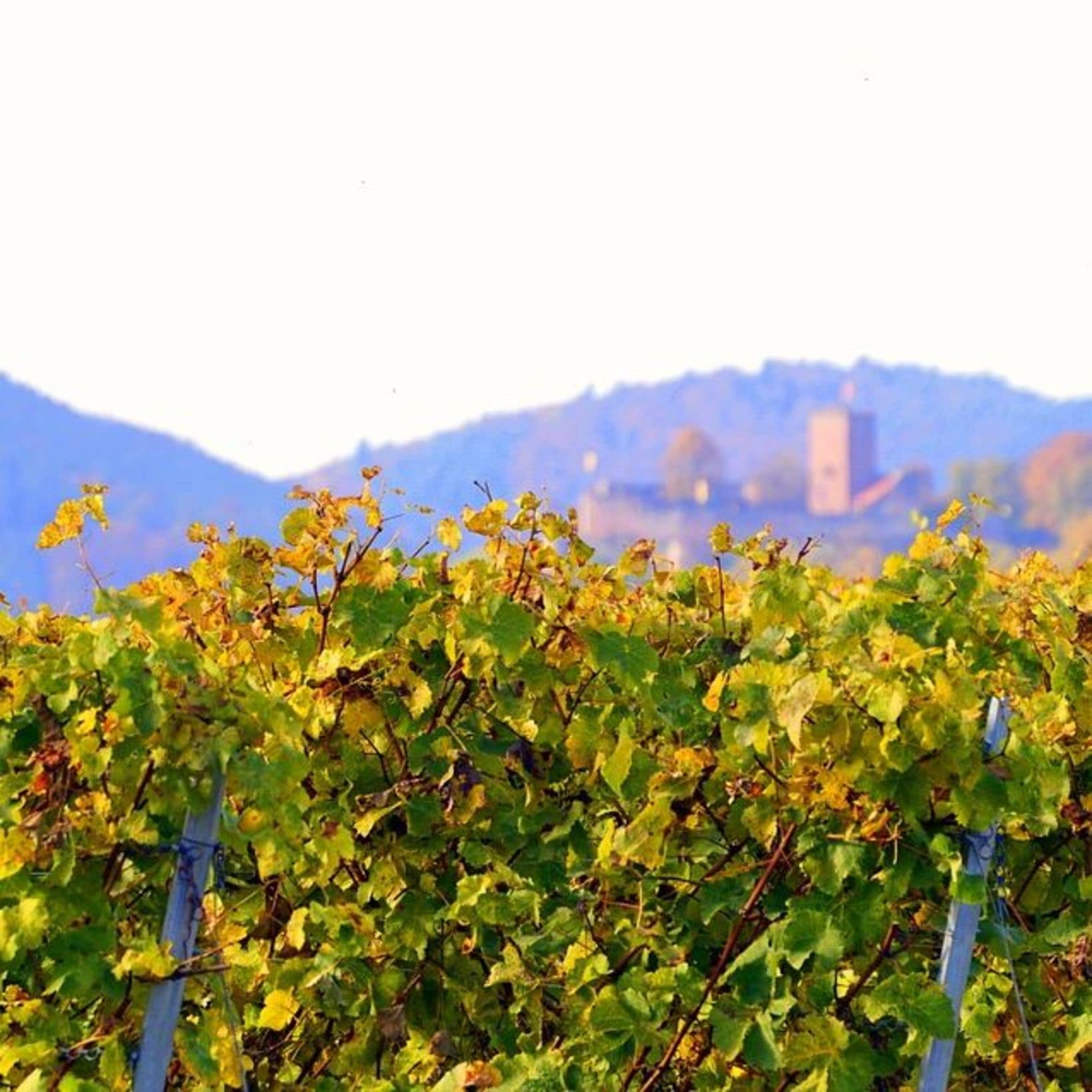 Et si vous vous accordiez une pause parmi les vignobles grâce à la location de maison en Dordogne ?