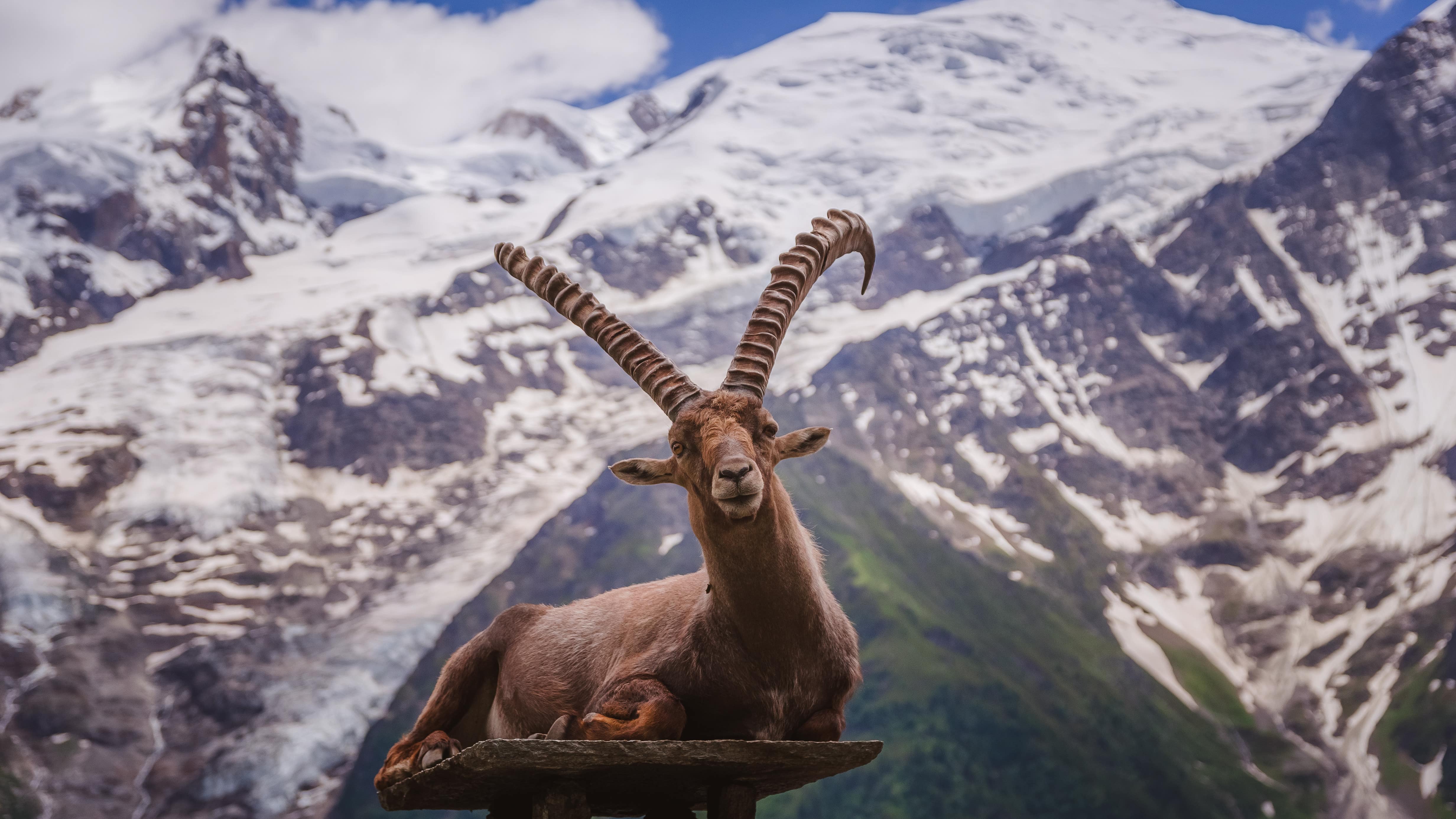 Bouquetin assis sur un petit plateau en pierre surélevé dans le parc de Merlet, près de Chamonix