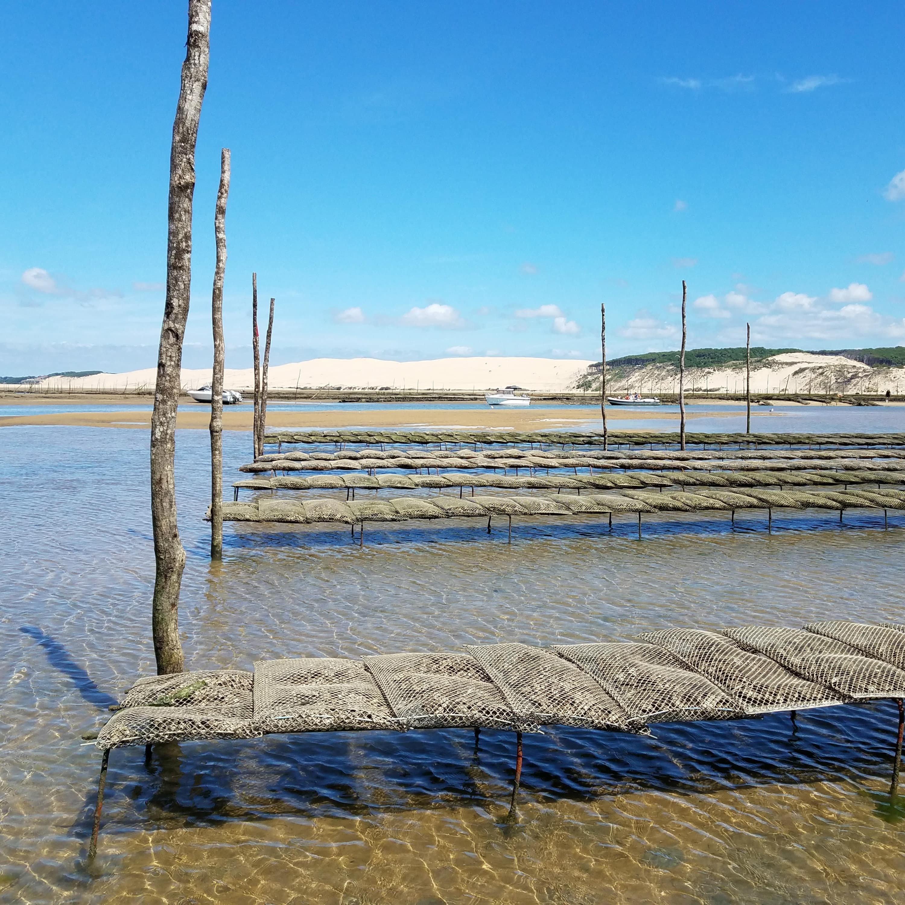 Huîtres d’Arcachon